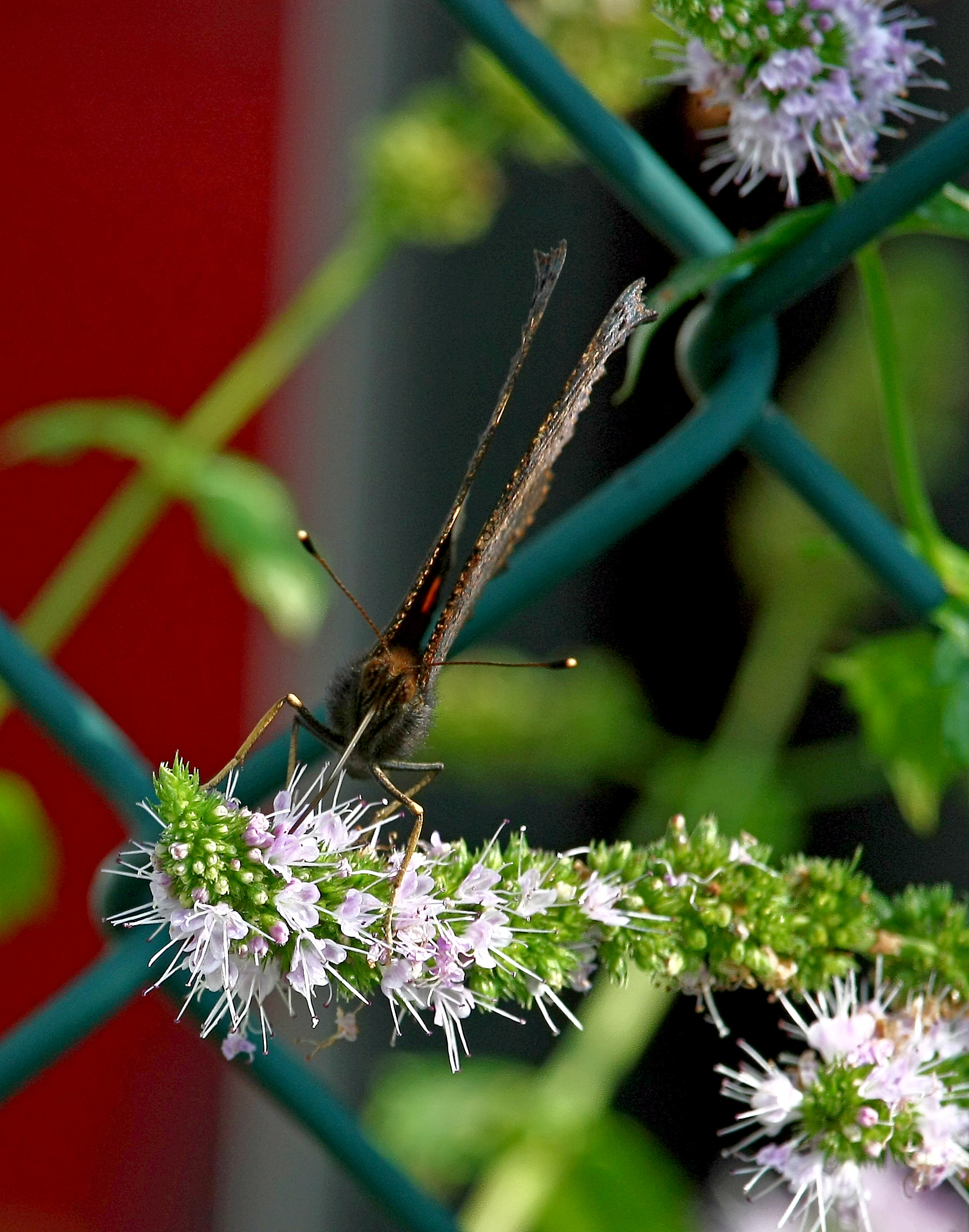 Closed Camouflage Butterfly1