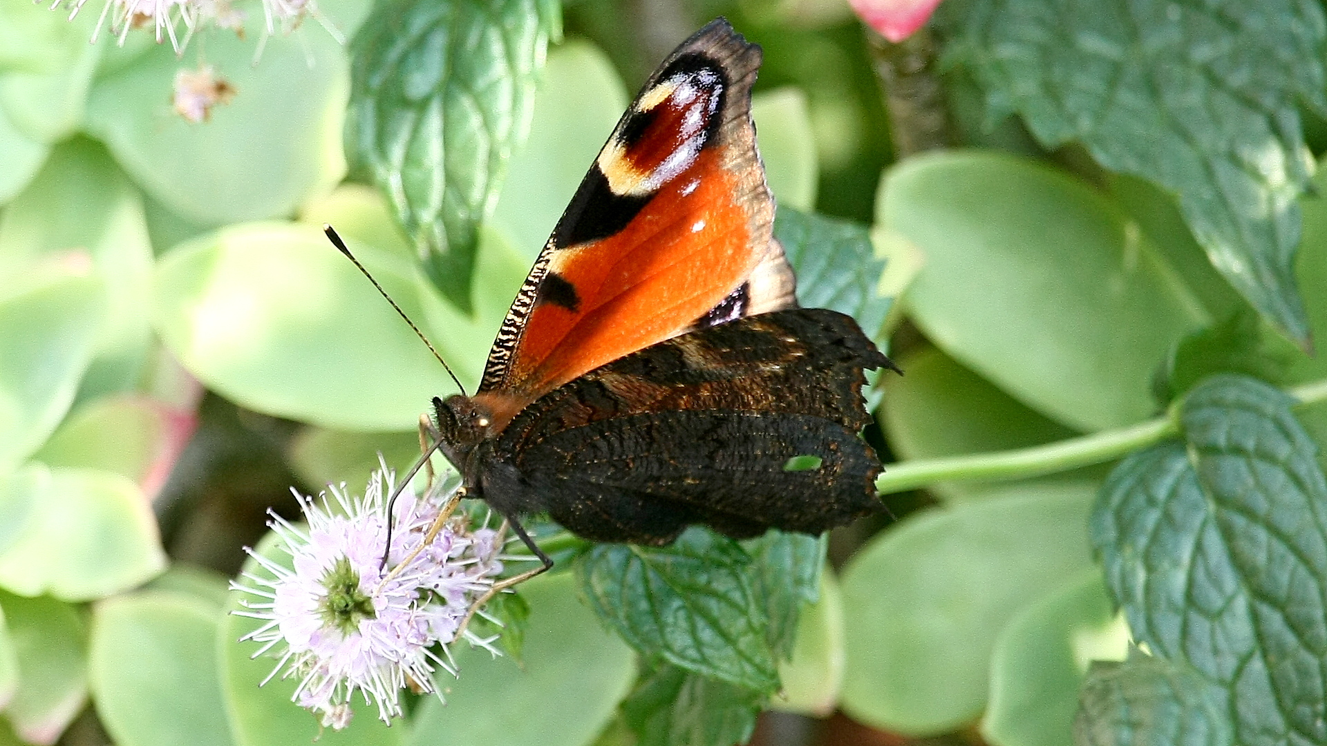 Semi-Closed Butterfly 2