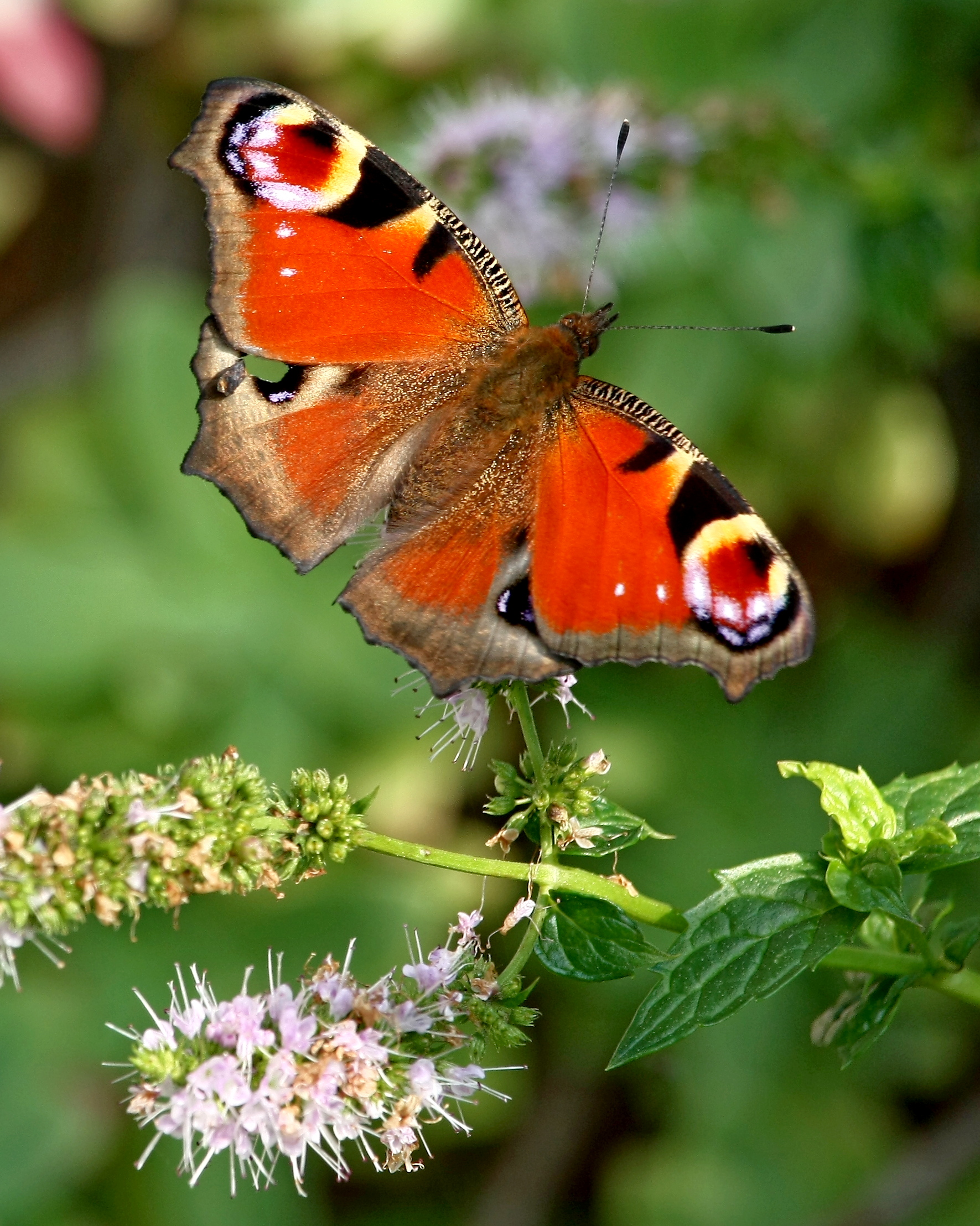 Open Butterfly 4