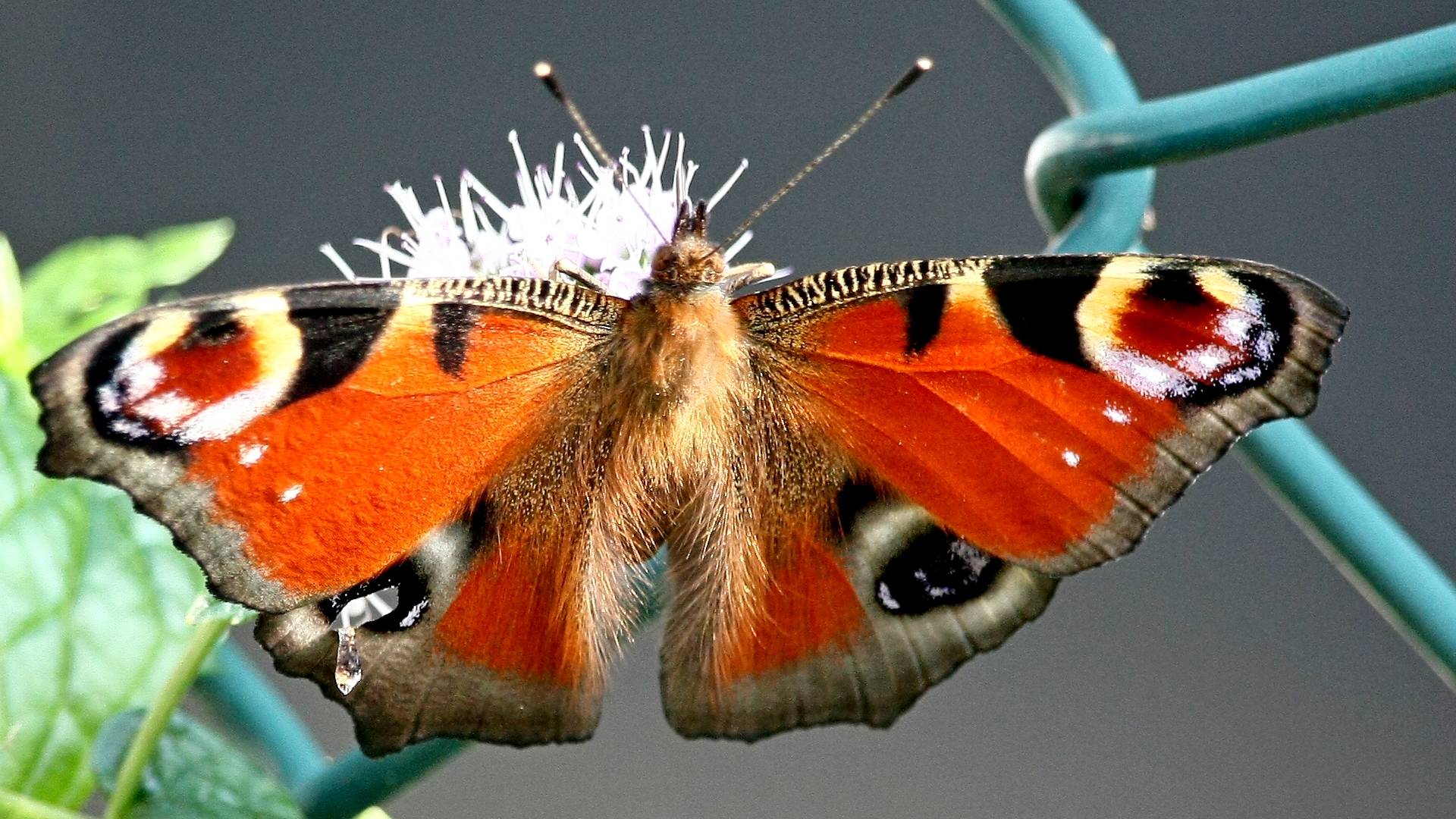 Open Butterfly 5