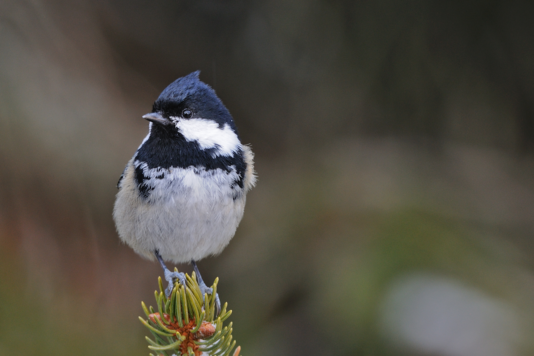 Tit in the snow