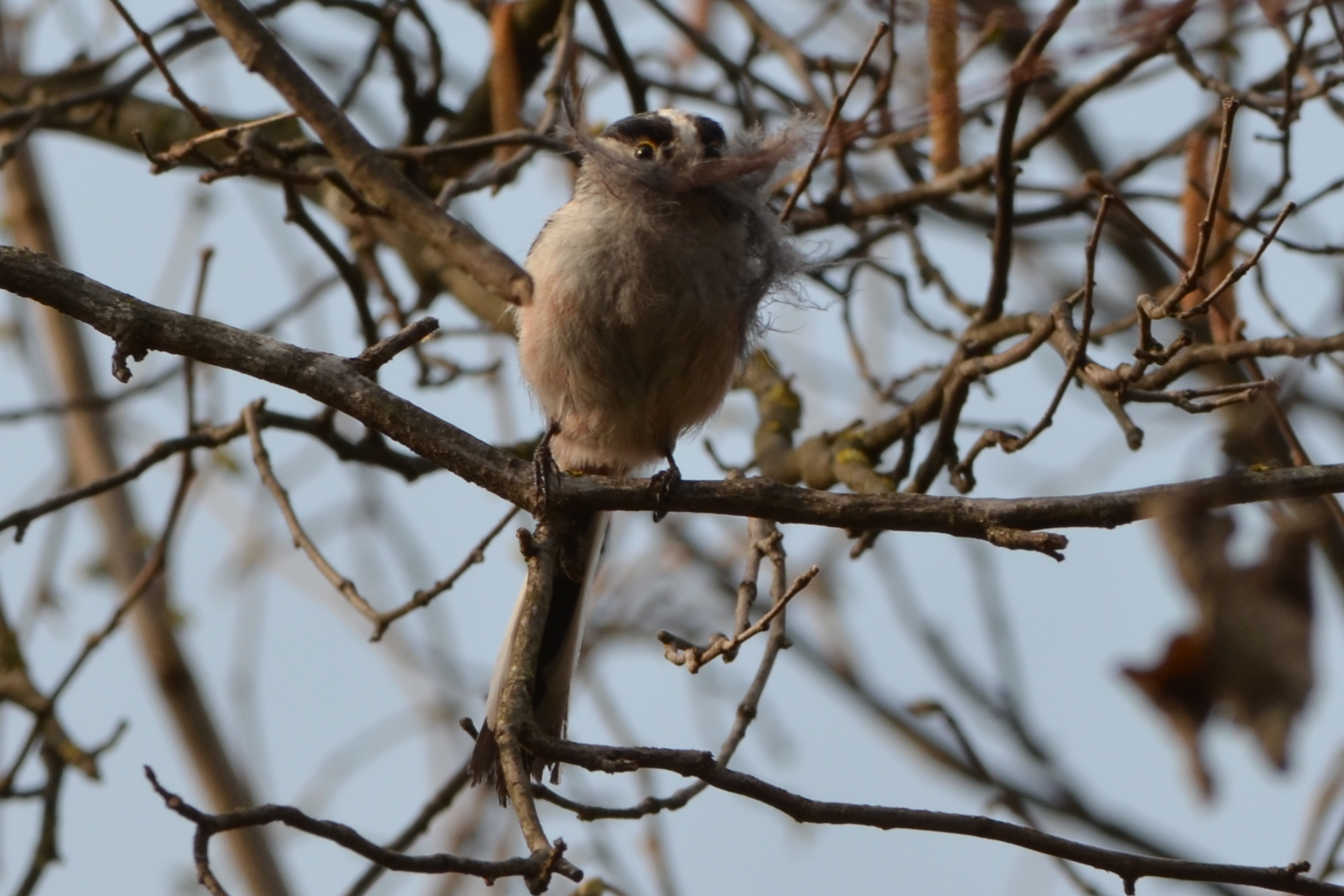 Long-tailed Tit