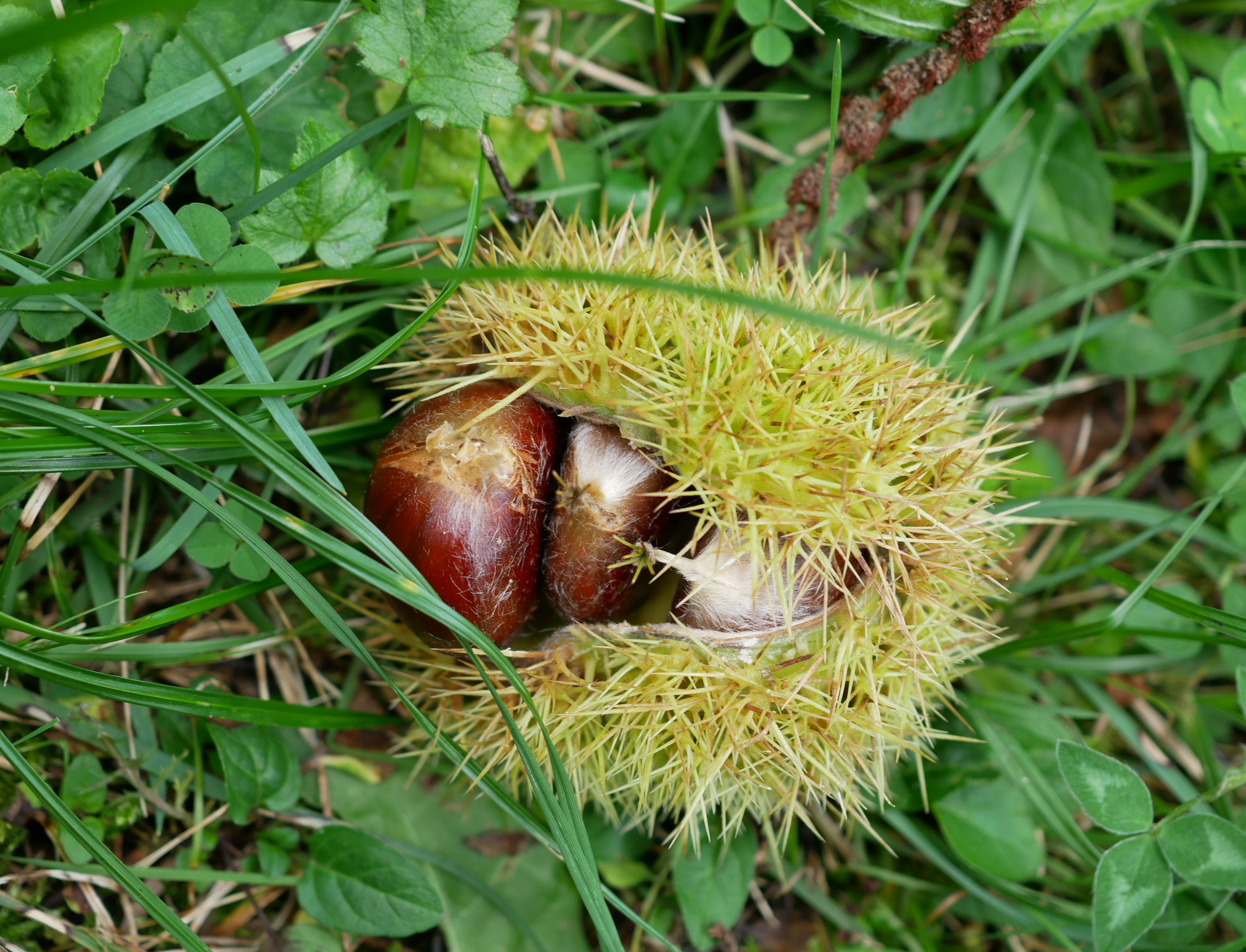 primo riccio di castagne