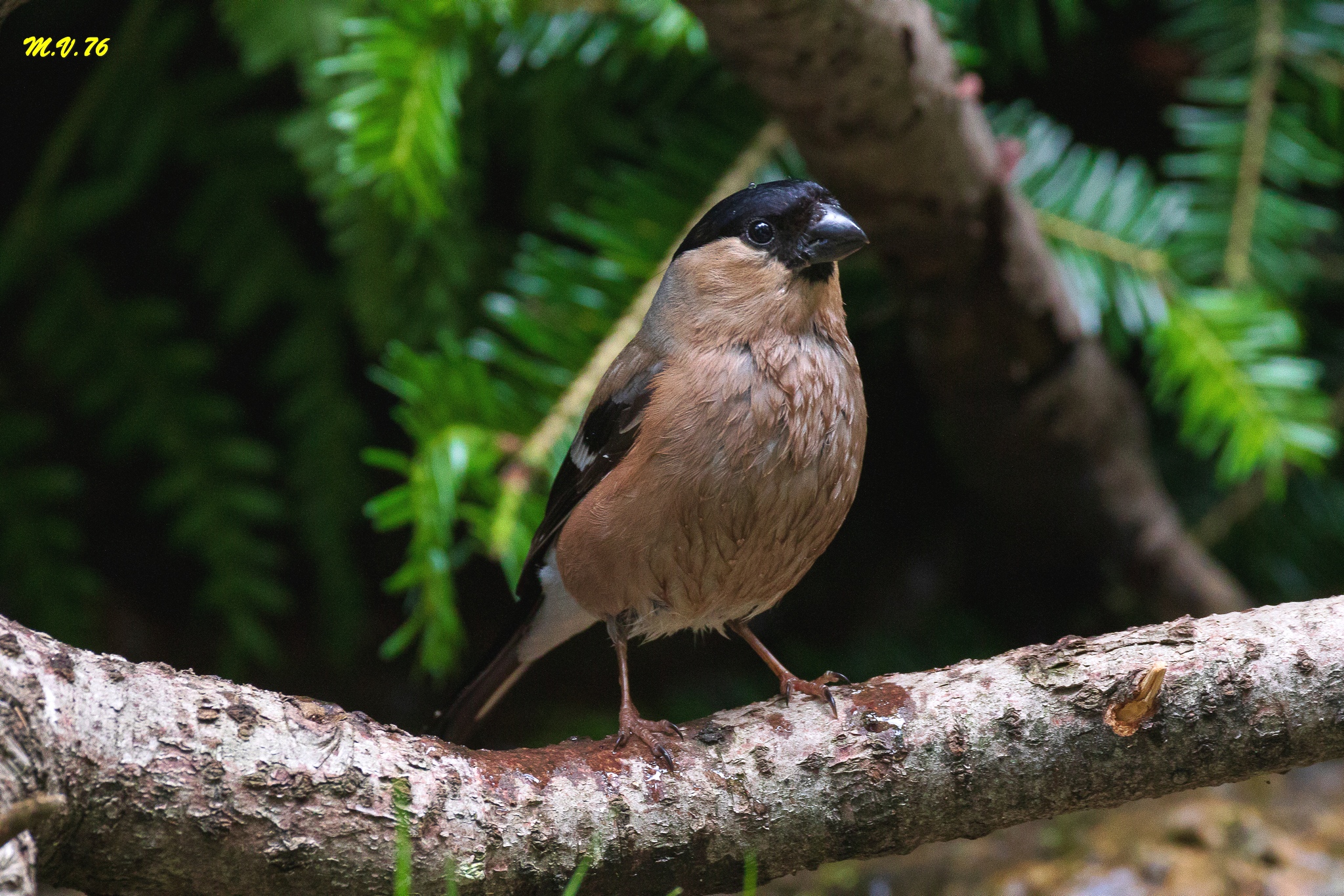 Ciffolotto - Pyrrhula pyrrhula