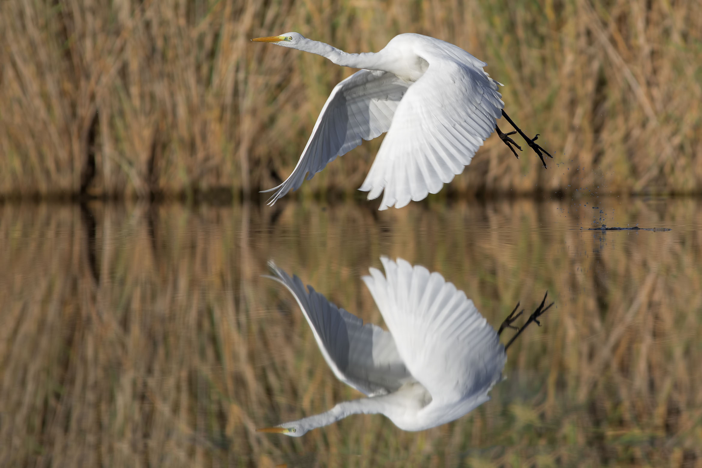 White heron