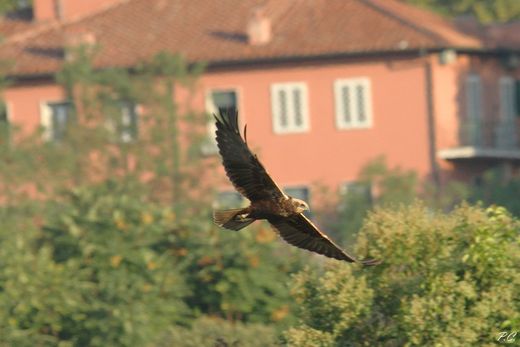 falco di palude f