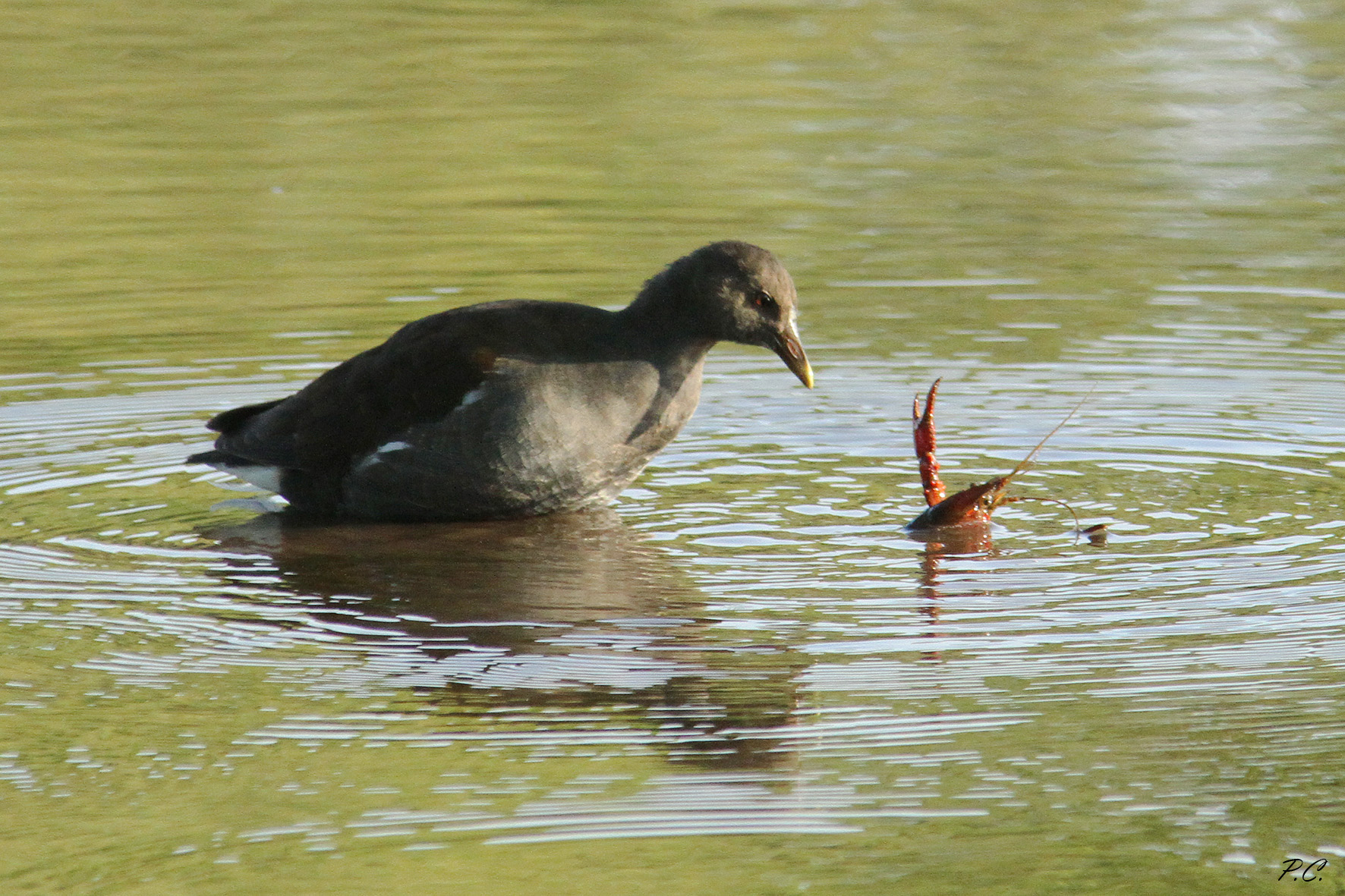 gallinella contro gambero