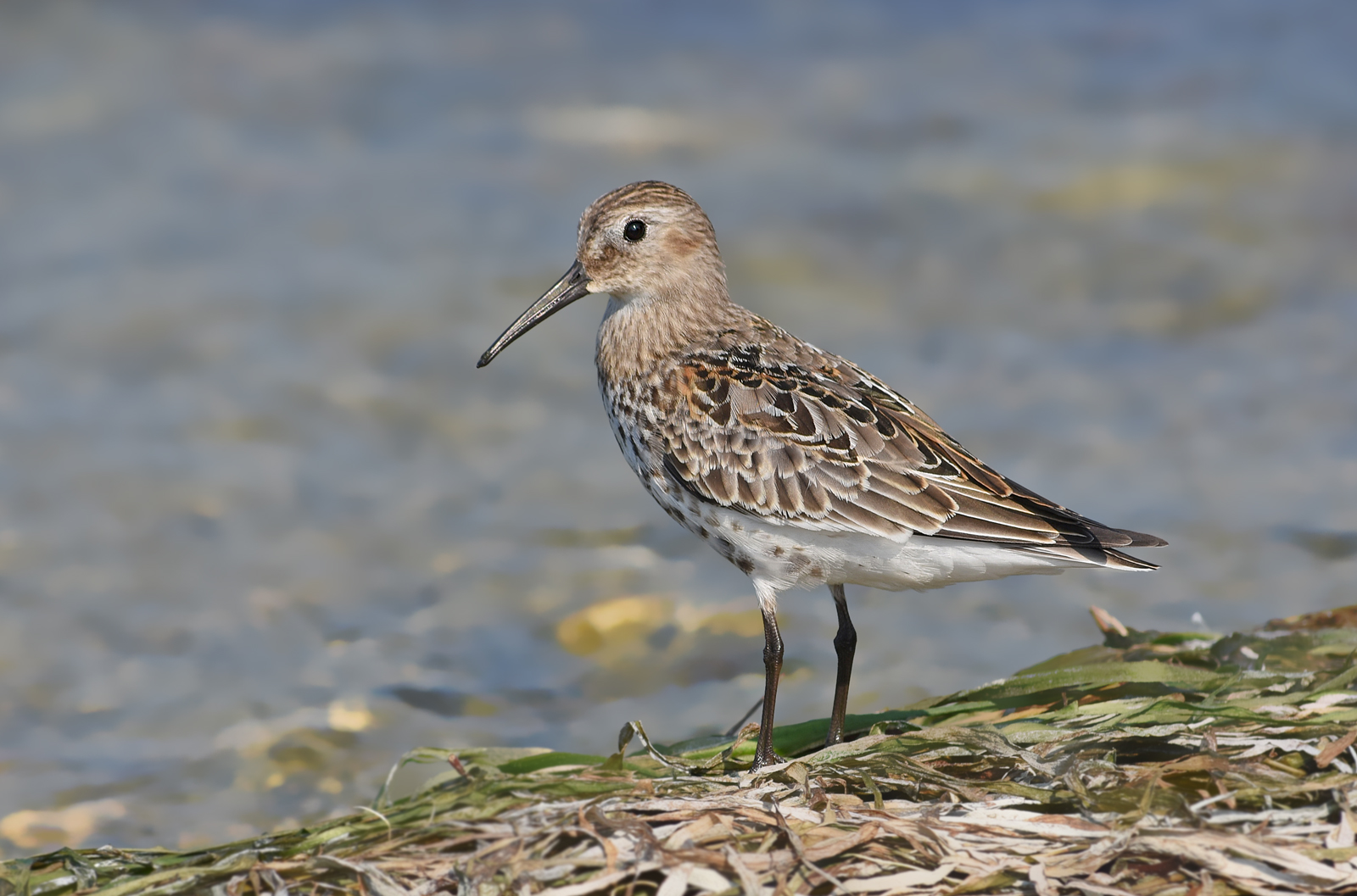 piovanello pancianera