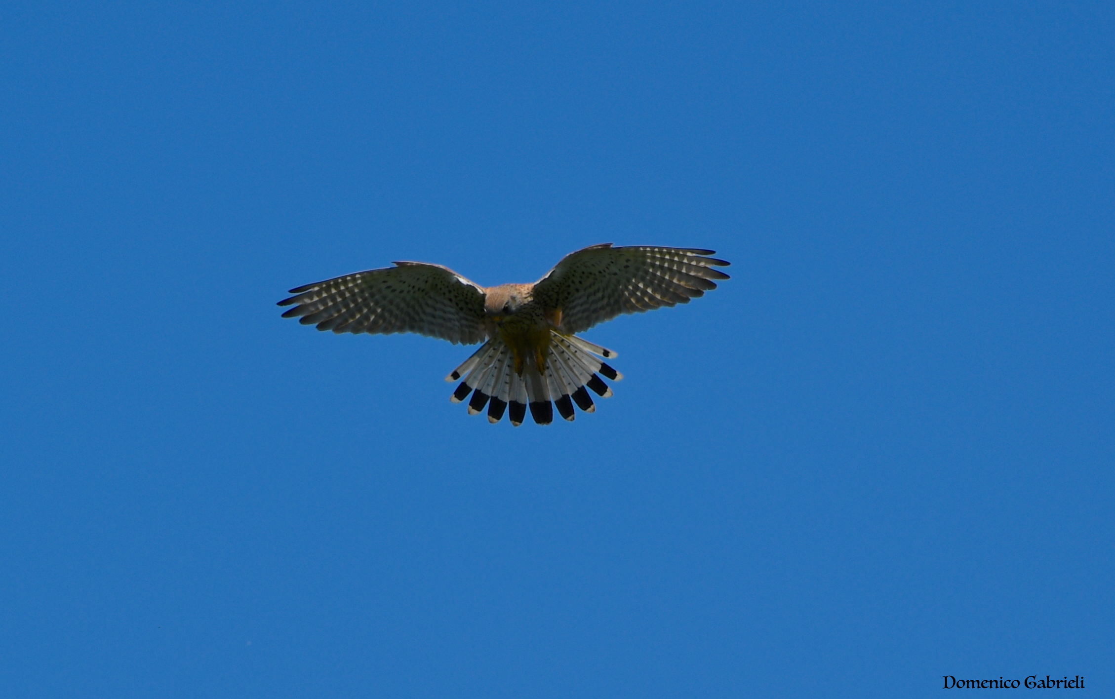 Kestrel