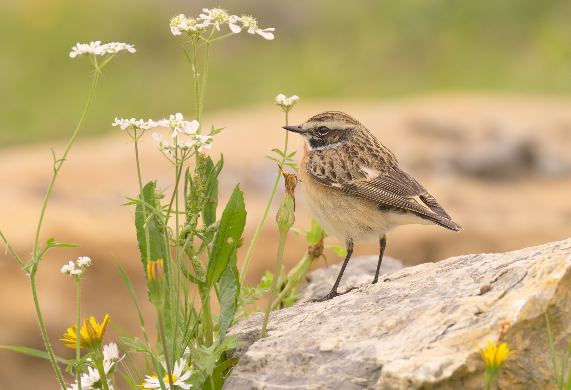 Stiaccino maschio- Montemarcello