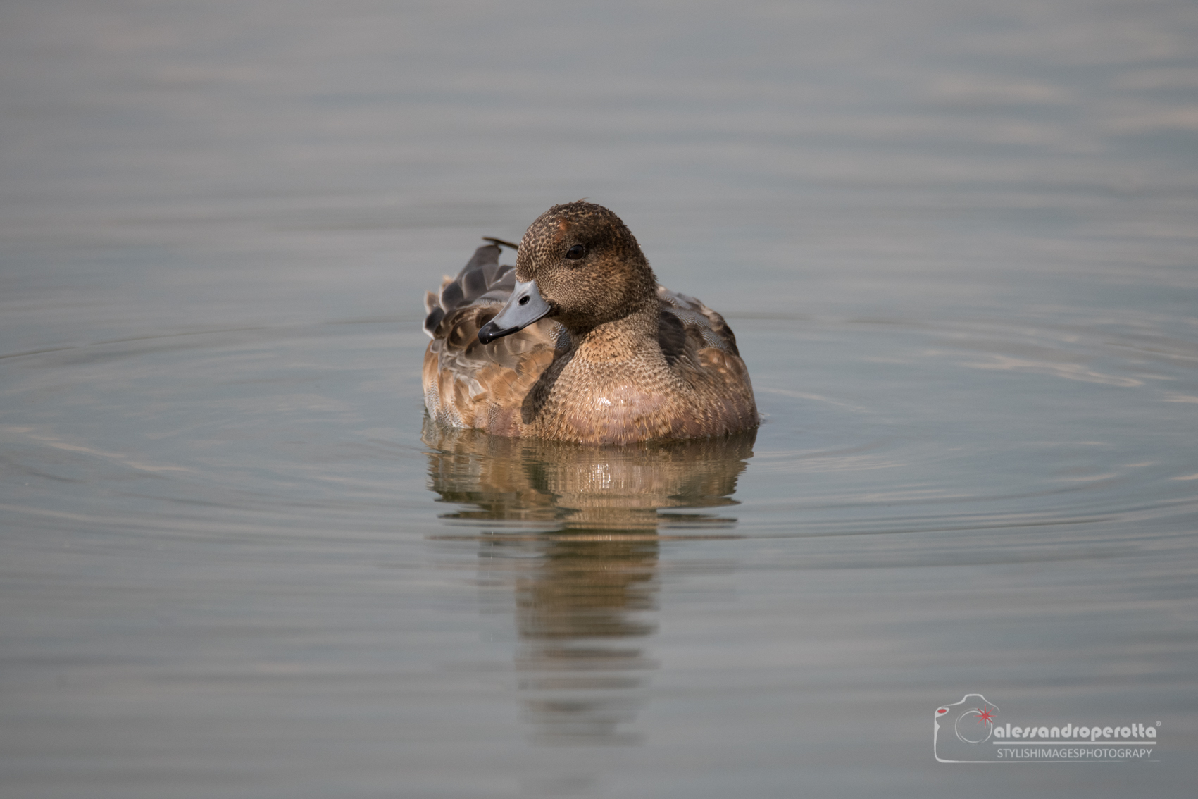 Adult whistle in eclipse