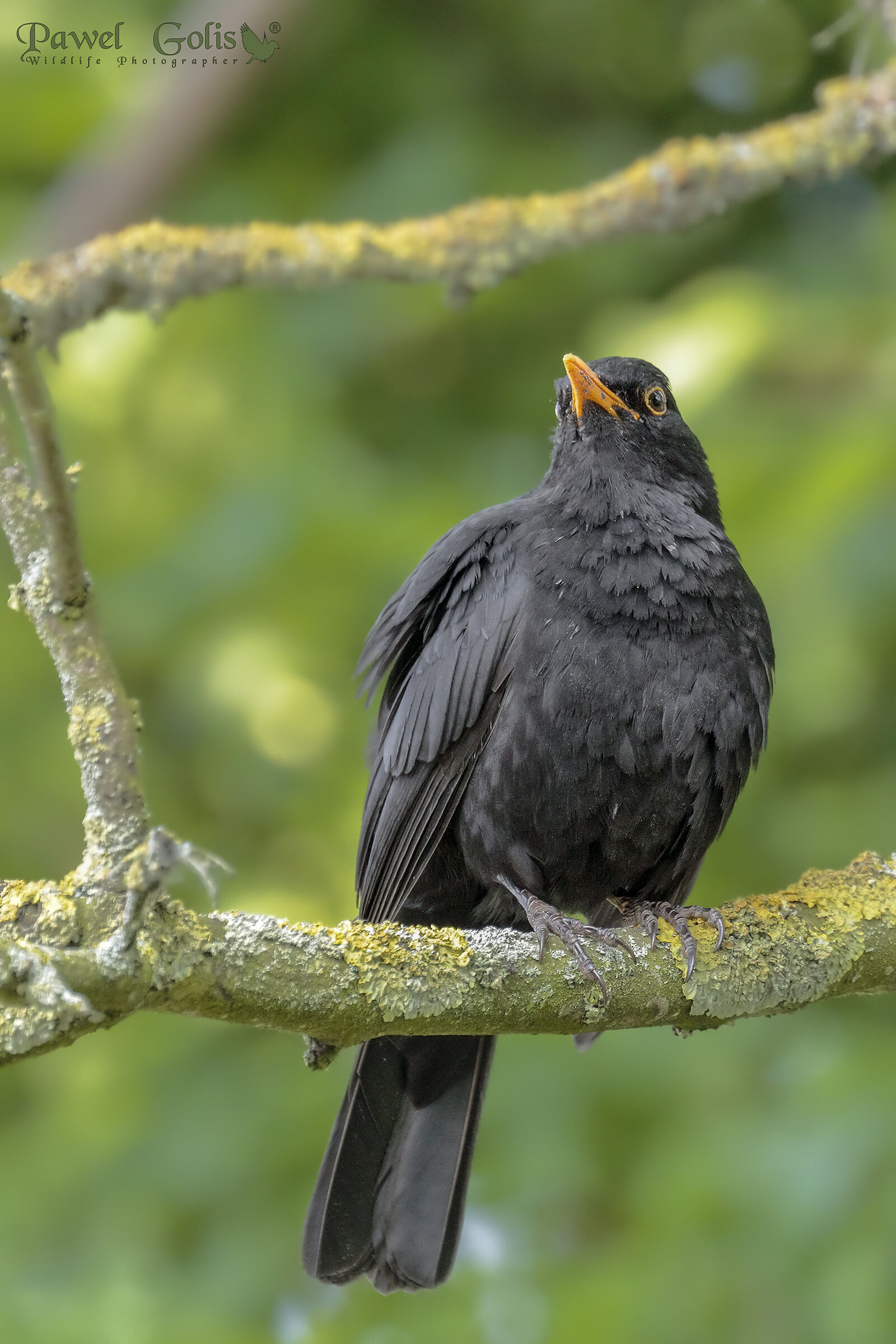 Uccello nero comune (Turdus merula)