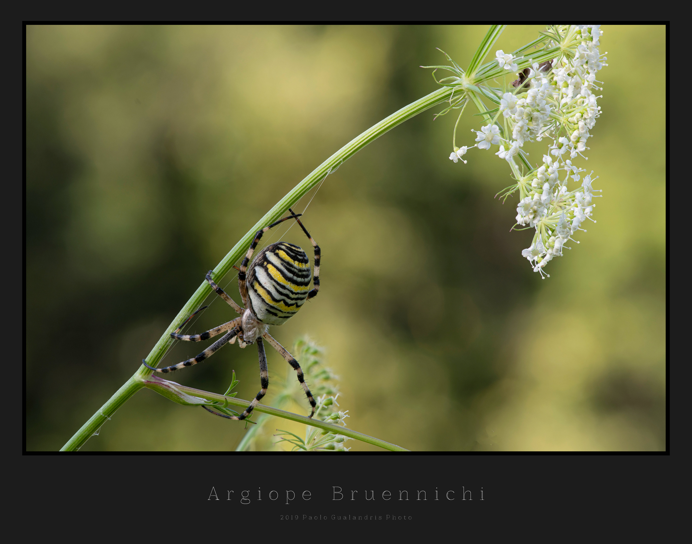 Argiope Bruennichi