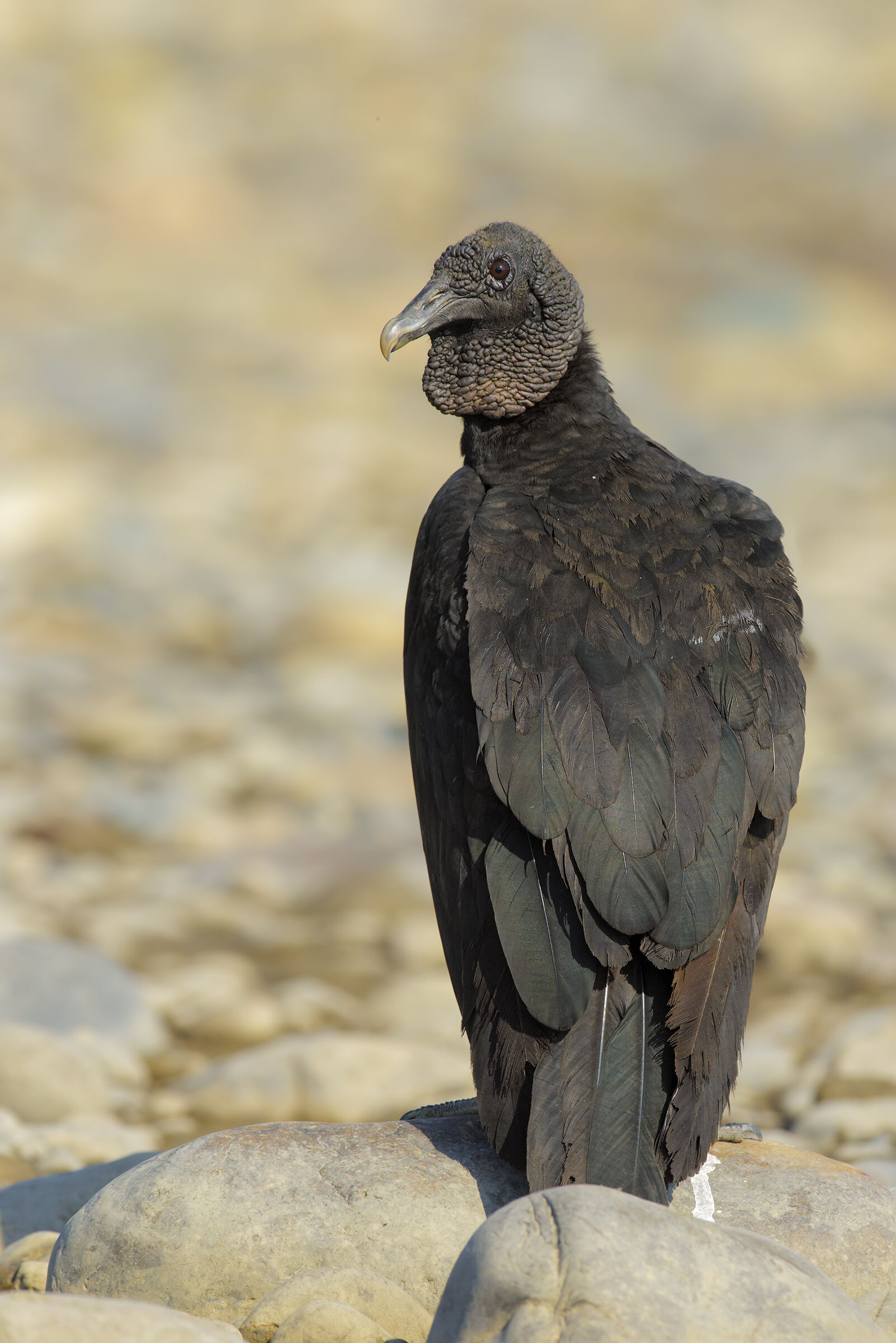 The Black of the Amazon