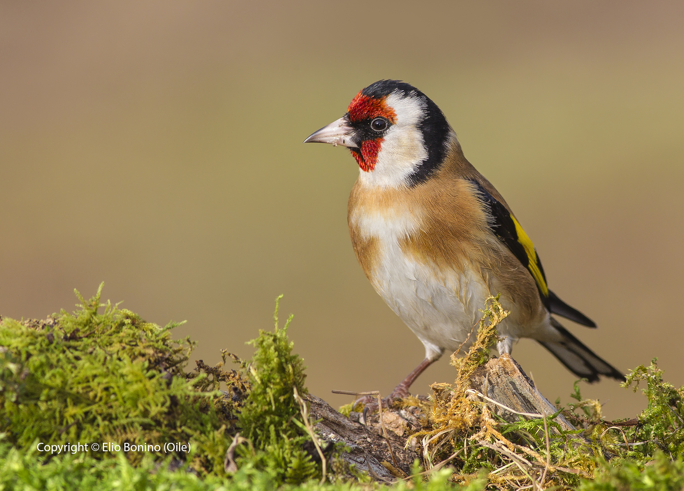 Goldfinch (Carduelis carduelis)