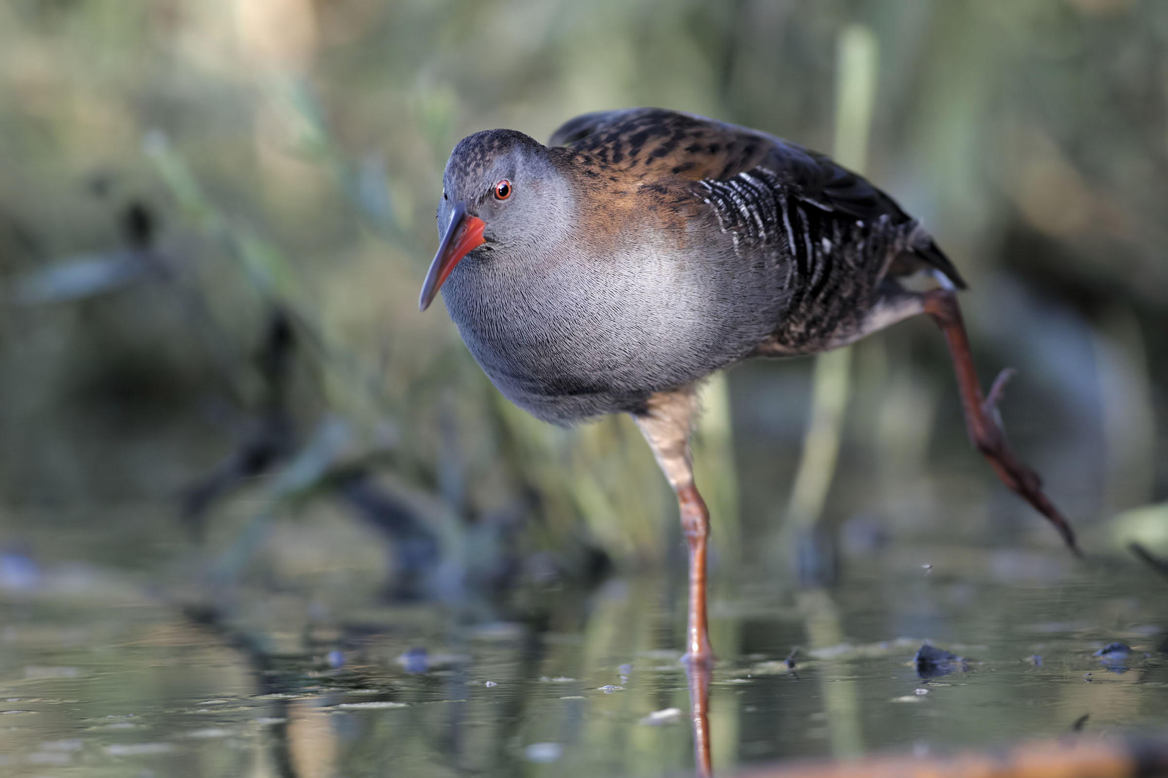 Emerging from the shadows