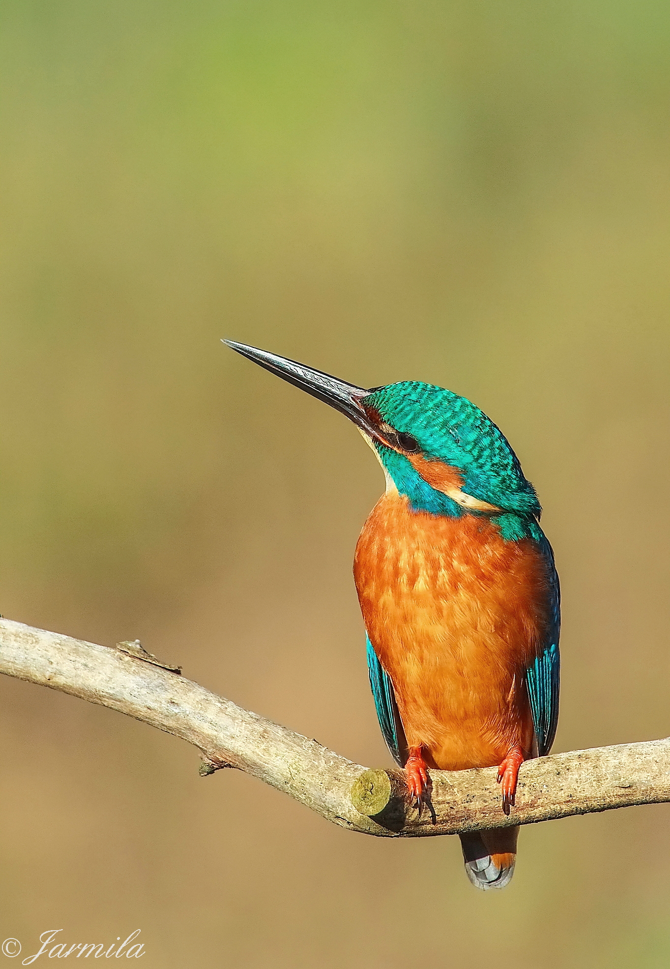 portrait of a curious Martino