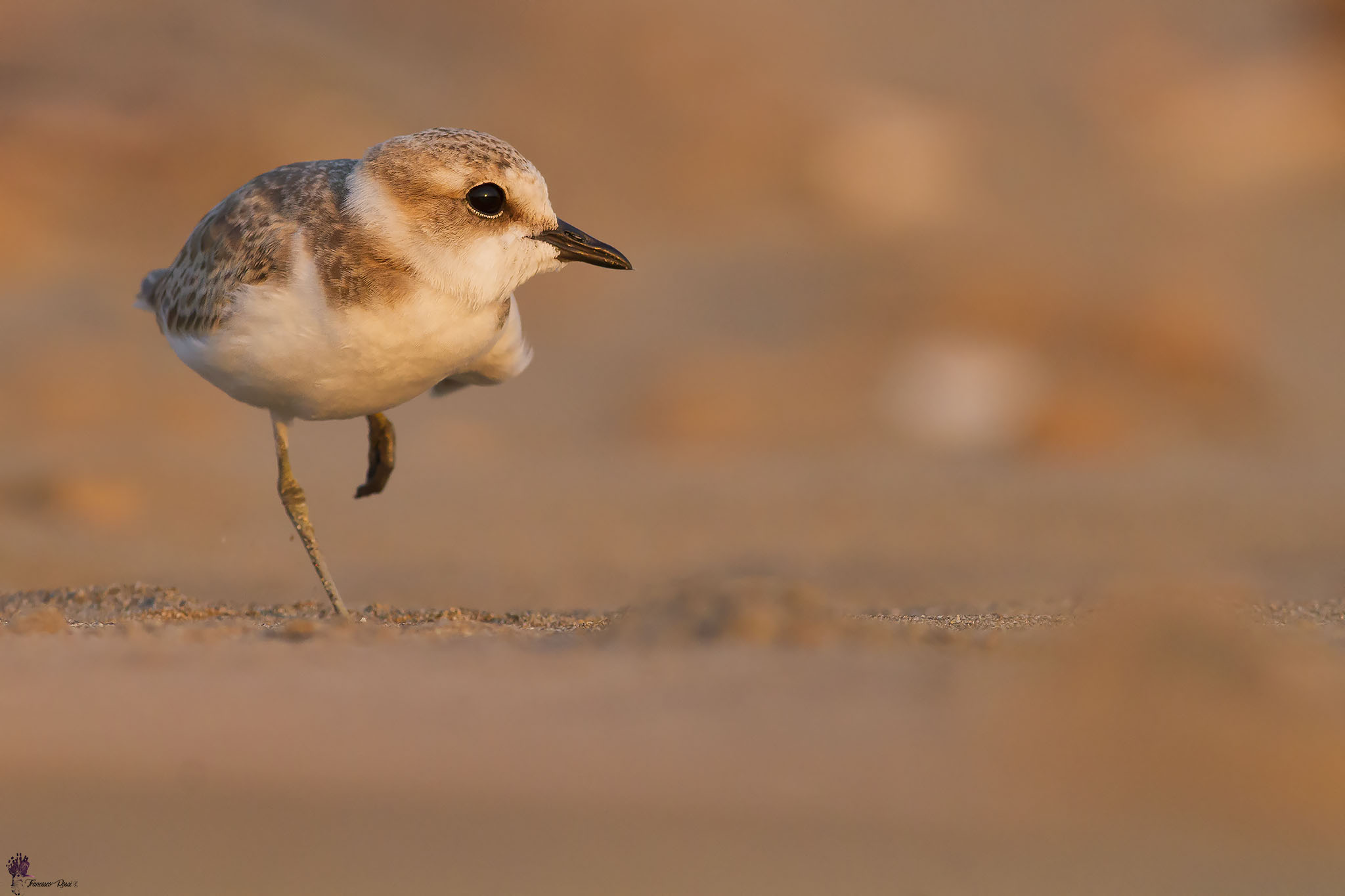Giovane Fratino alle ultime luci