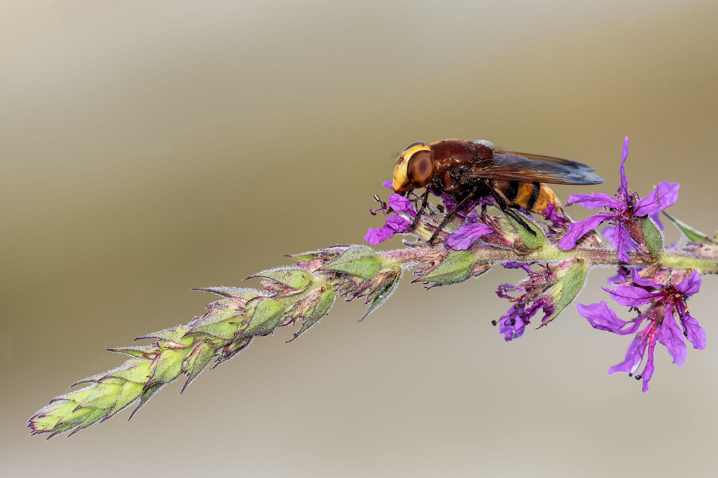 Volucella Zonaria