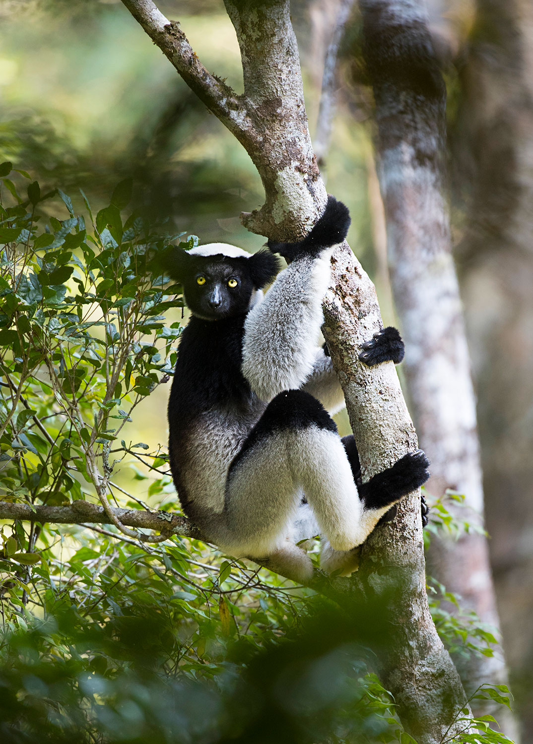Indri nella foresta