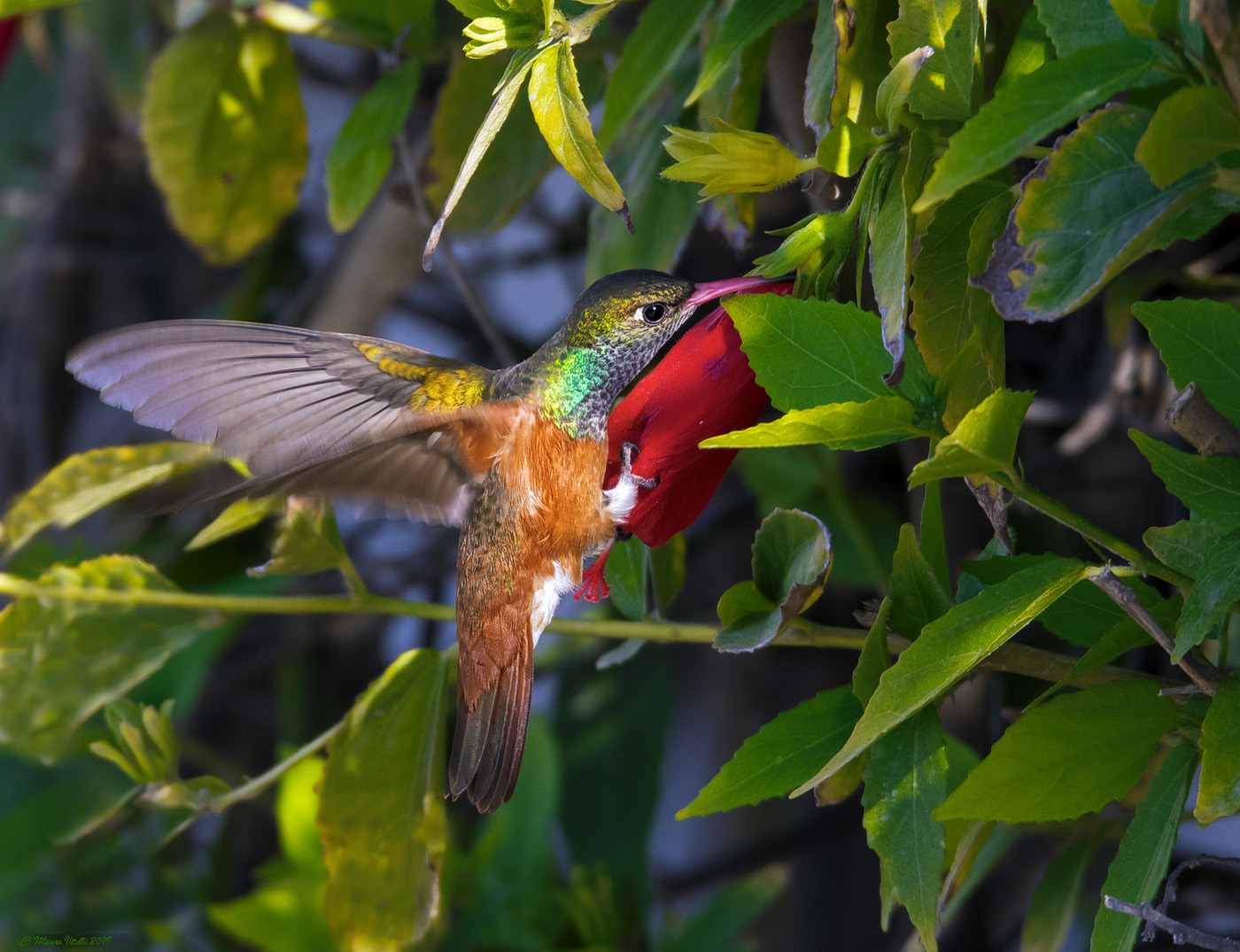 Hummingbird (Amazilia amazilia) Reserve naz. Paracas