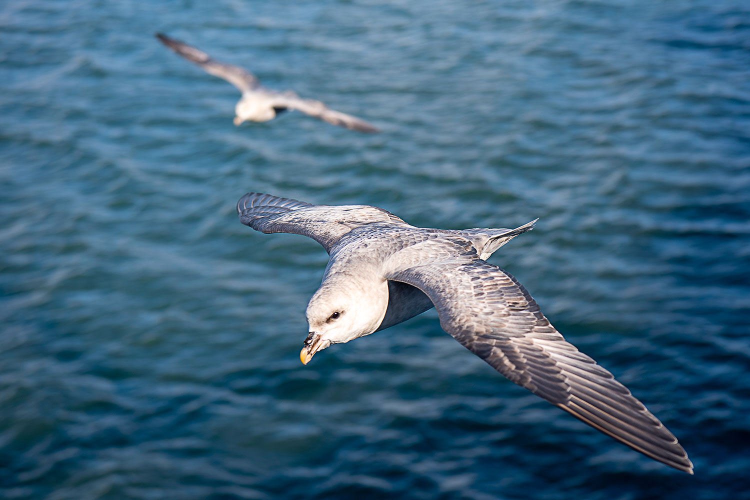 Fulmaro Artico in volo a 50 cm - Isole Svalbard
