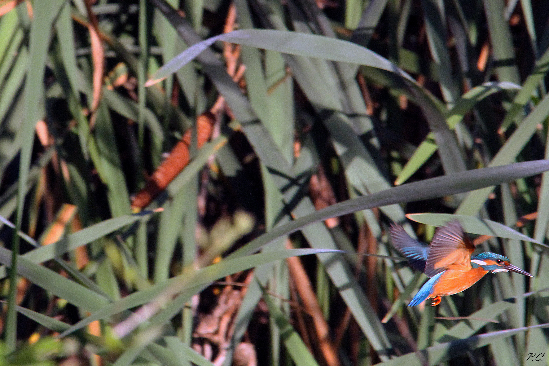 da una canna all' altra