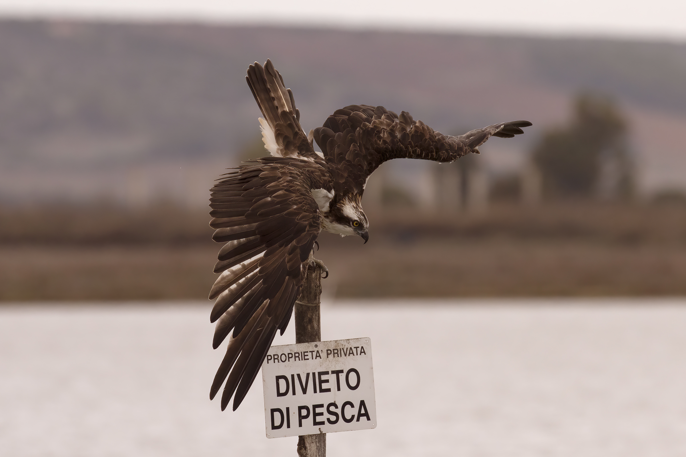 Falco pescatore