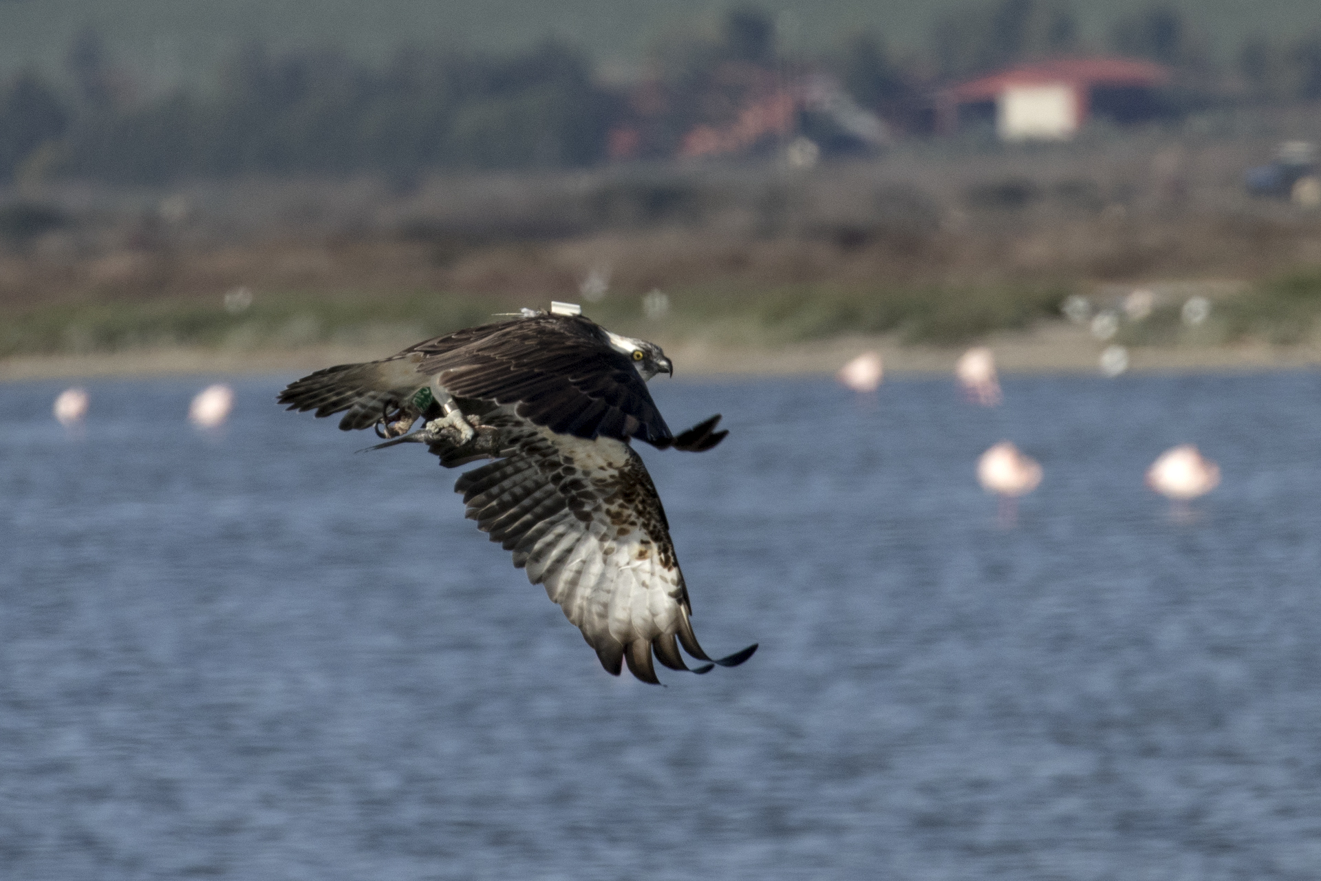 Falco pescatore con radio tracking