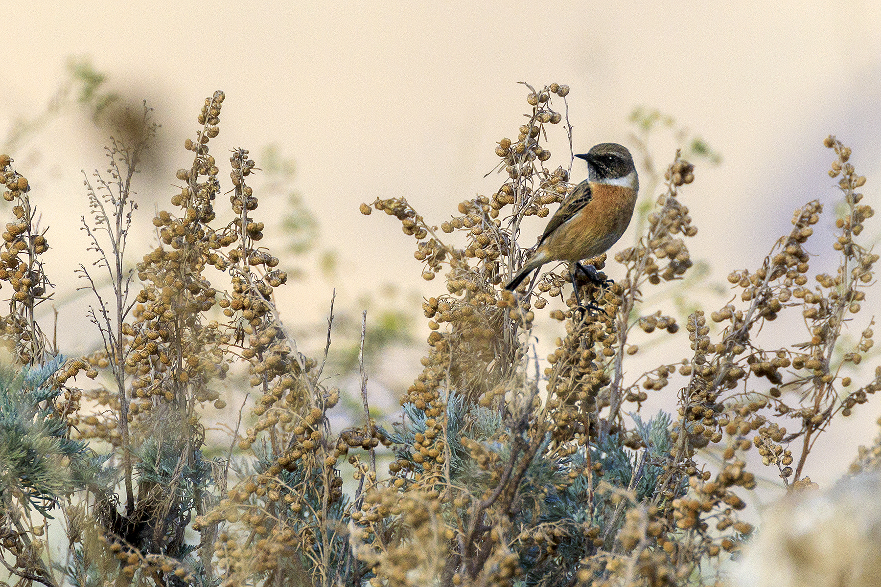 Saltimpalo ambientato