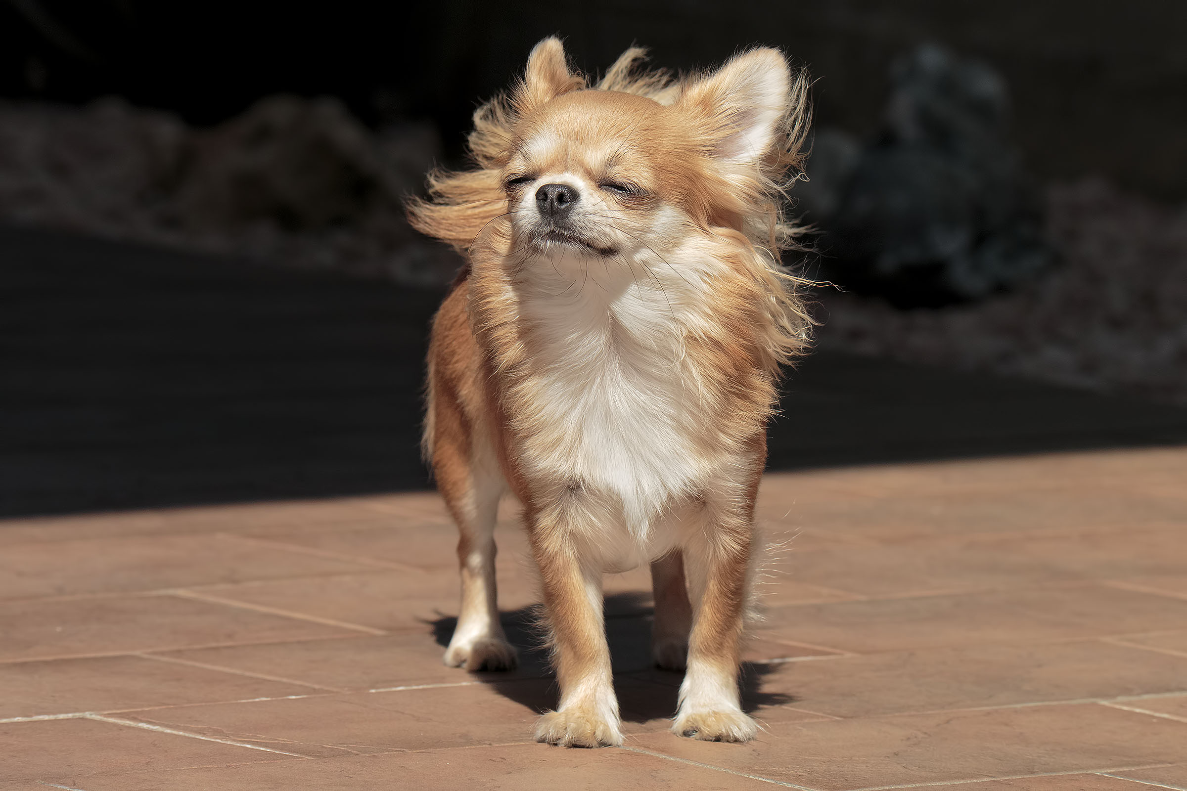 "Bled by the sun and caressed by the wind" La Diva