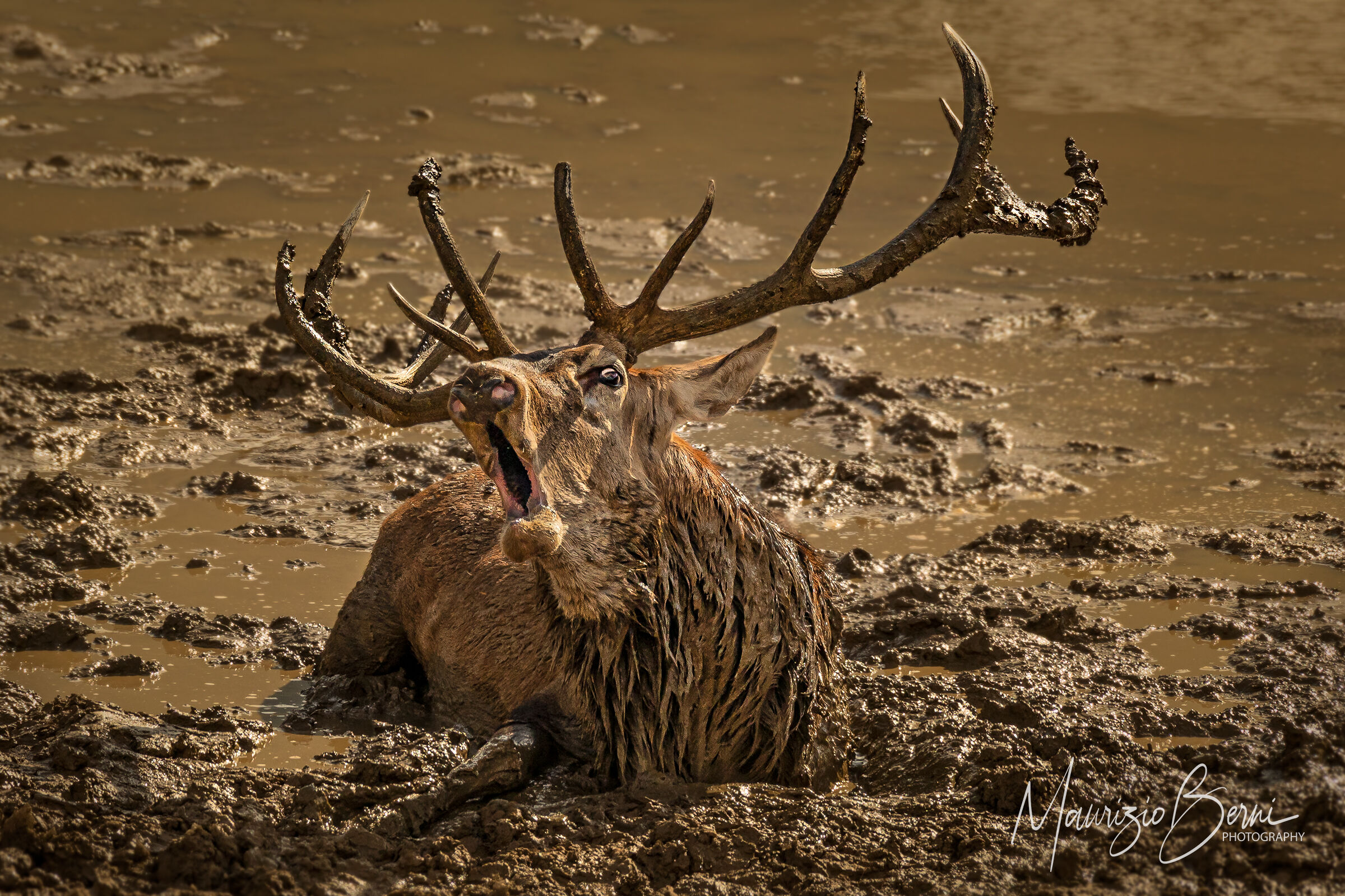 Re ancora per poco ...