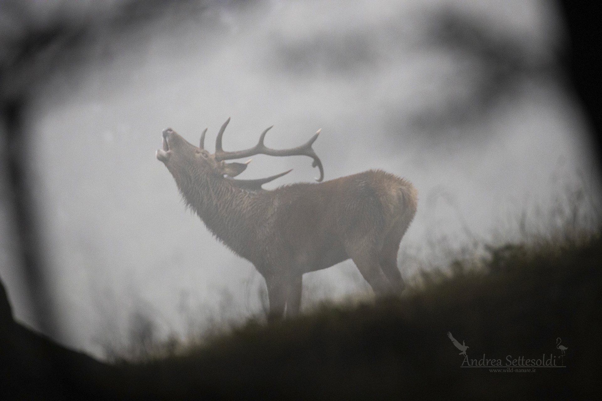 Deer in the Mist