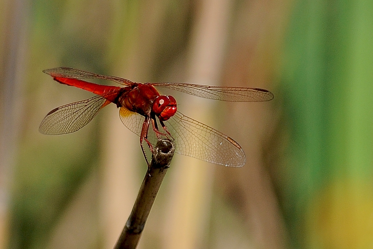 libellula