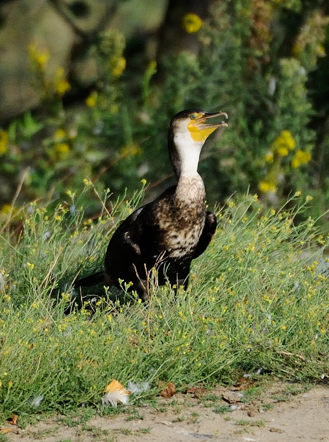 Cormorant