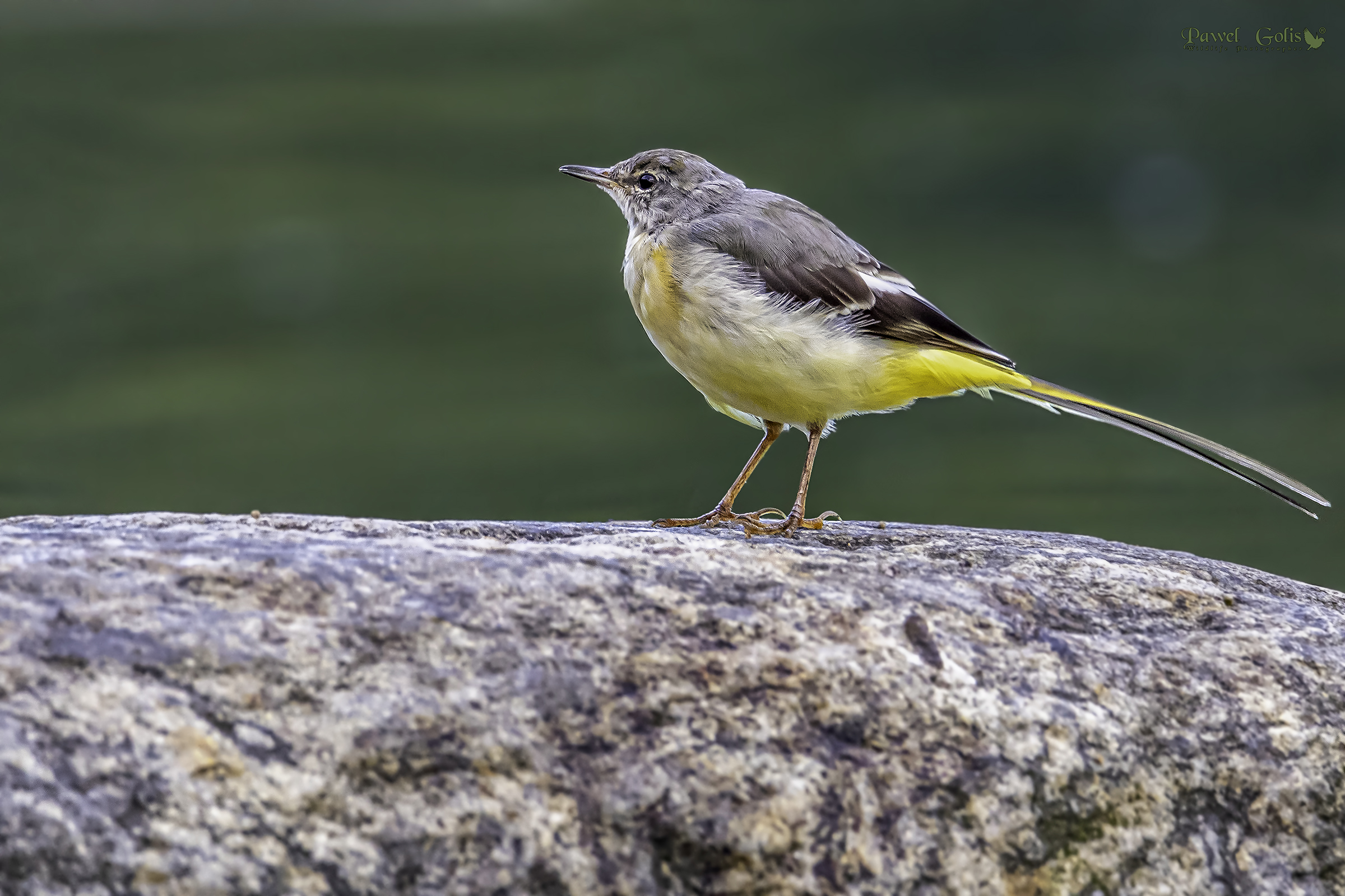 Wagtail giallo (Motacilla flava)
