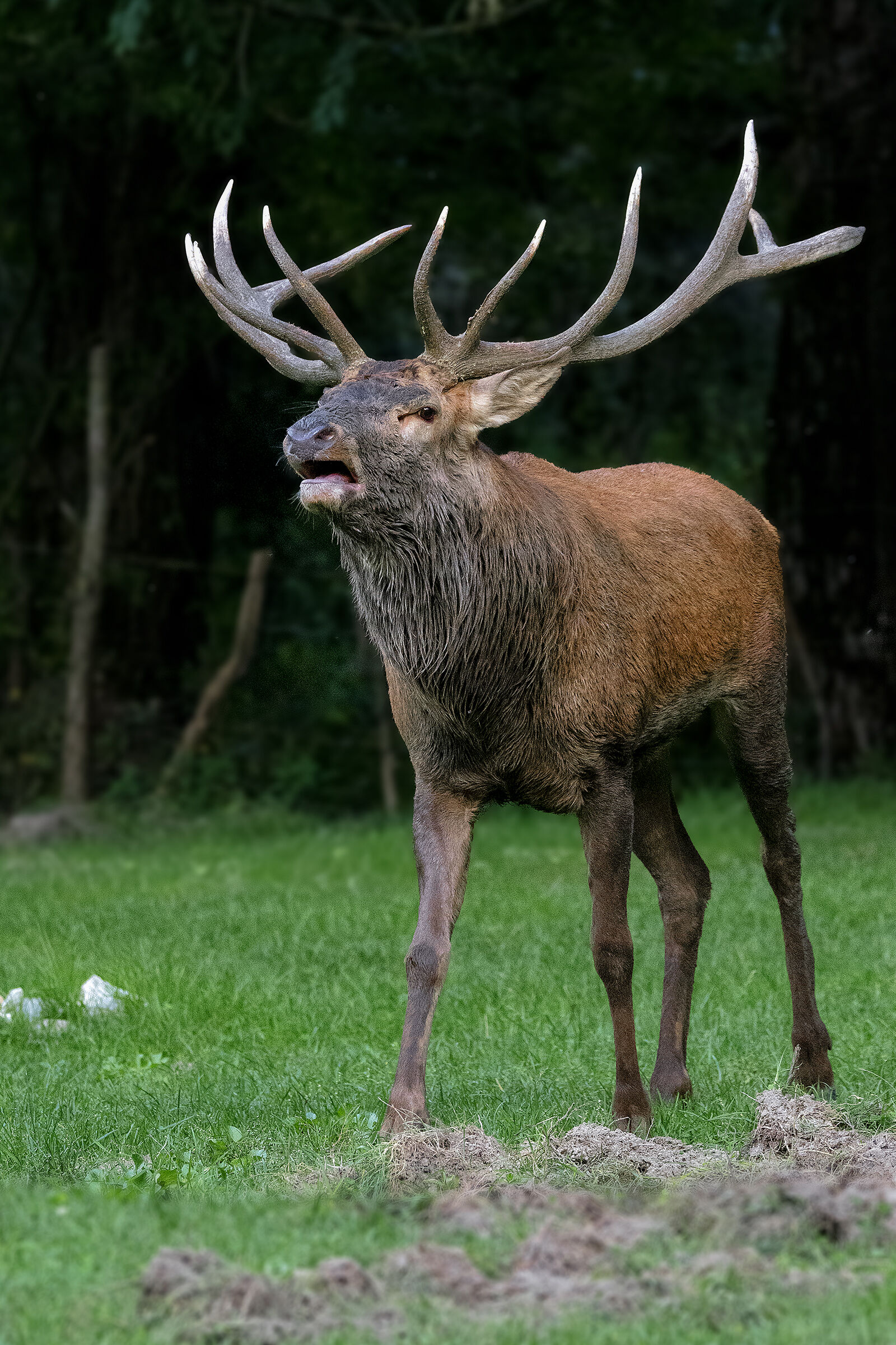 Il maschio dominante