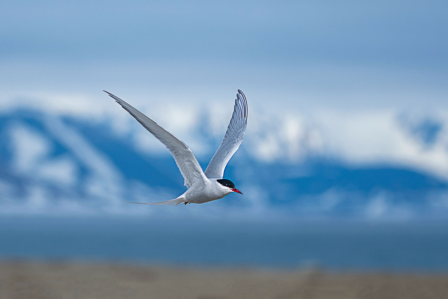 Sterna Artica in volo - Isole Svalbard
