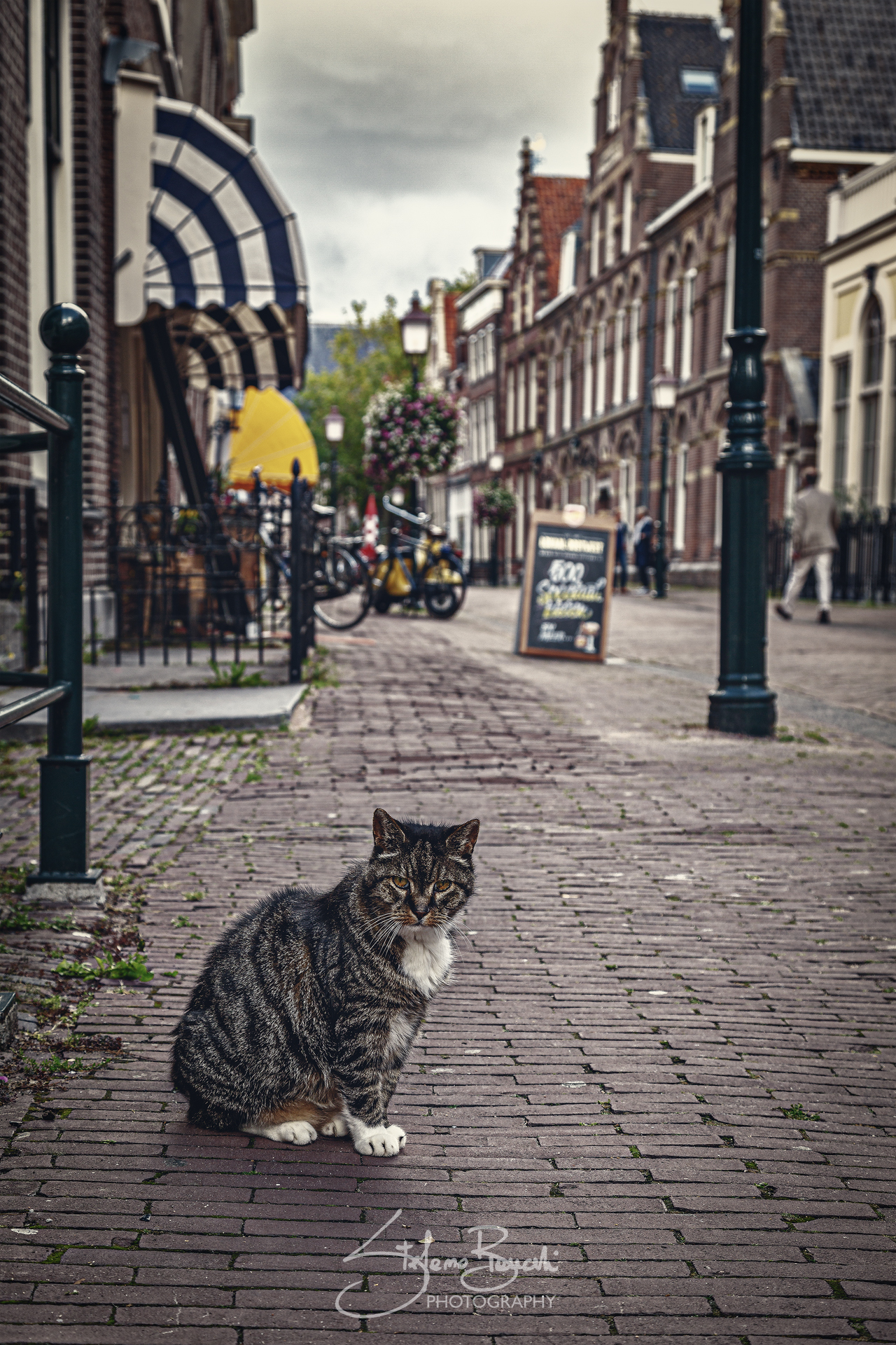 The Dutch feline