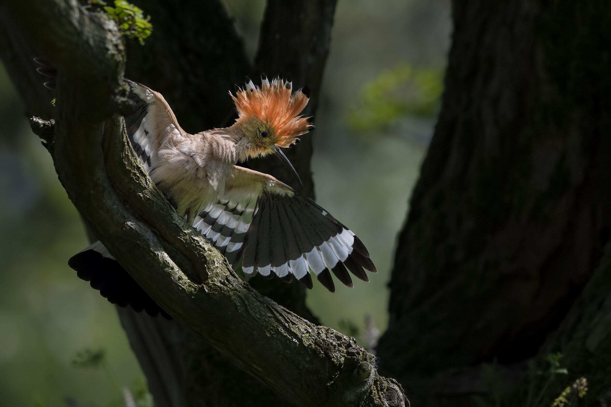 Hoopoe