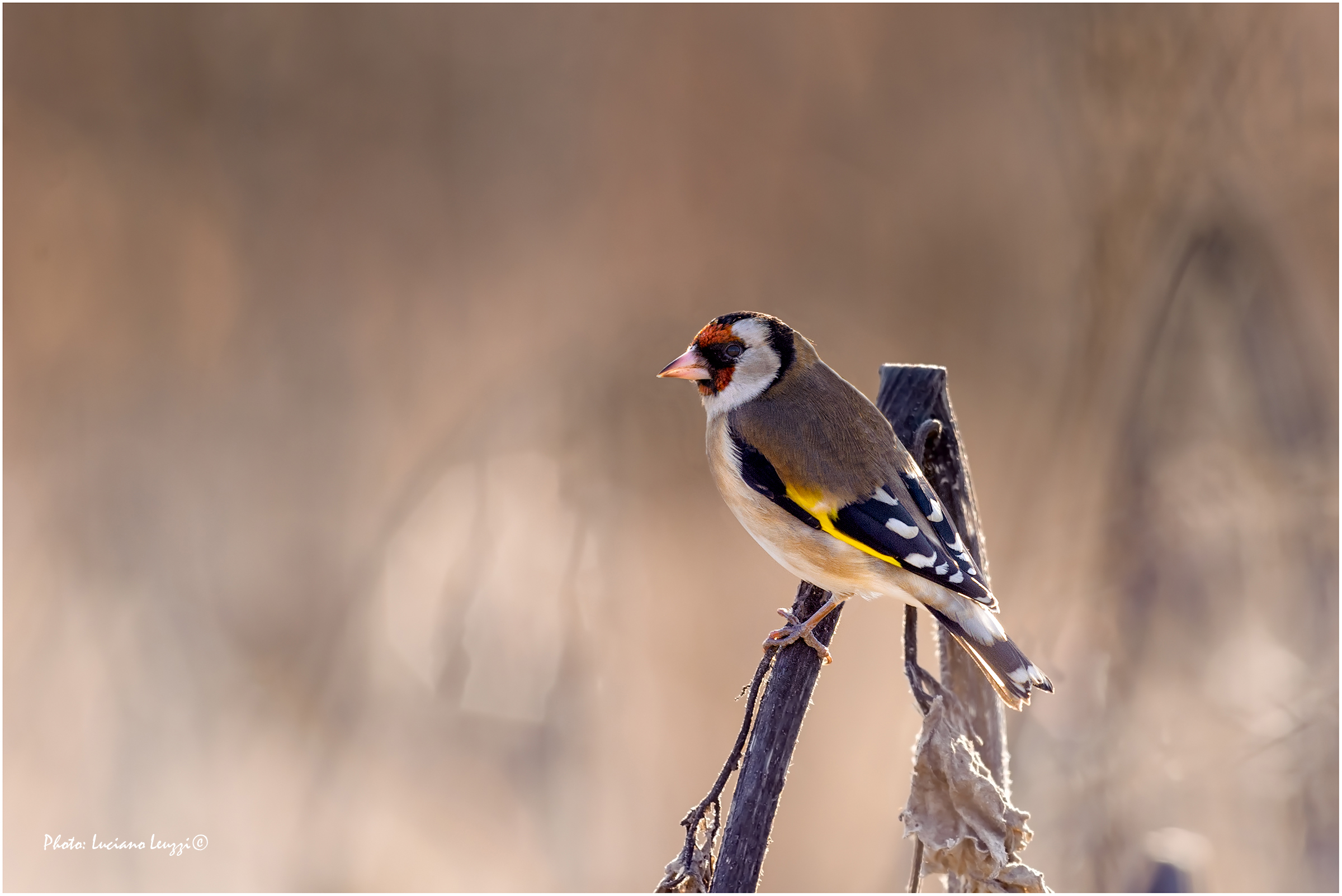 Goldfinch (cardduellis Carduellis)