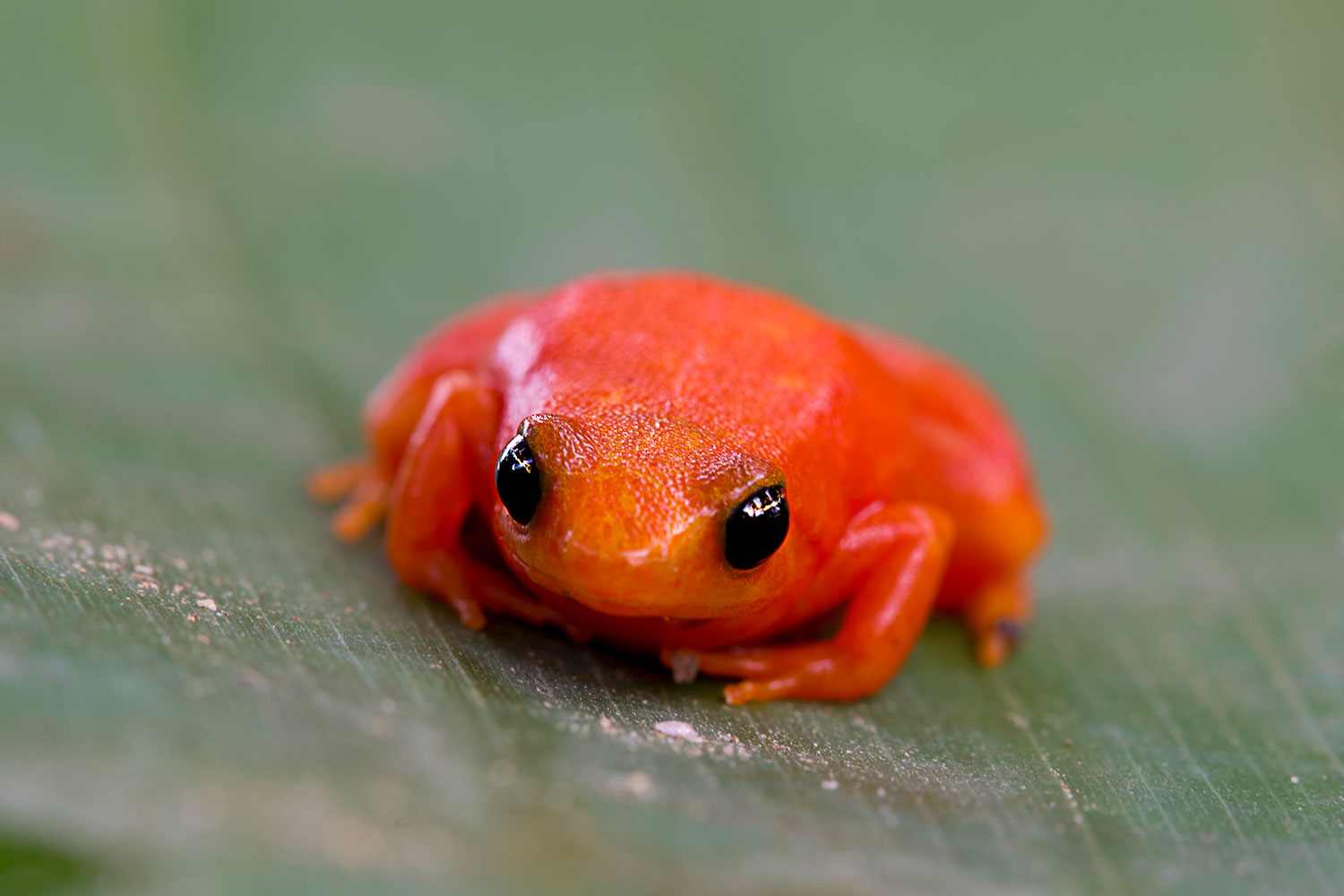 Mantella auriantica del Madagascar