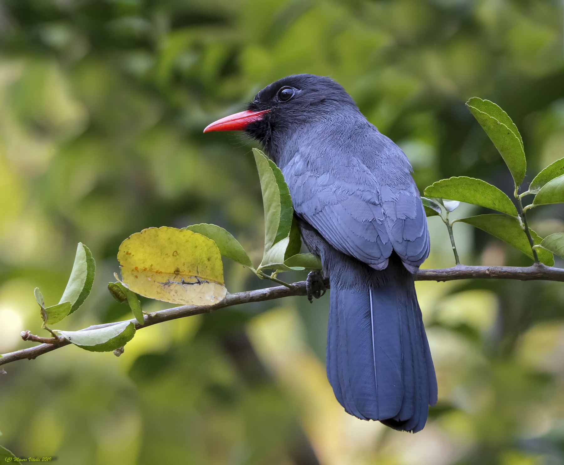 Blak-fronted nunbird (Monasa nigrifrons)