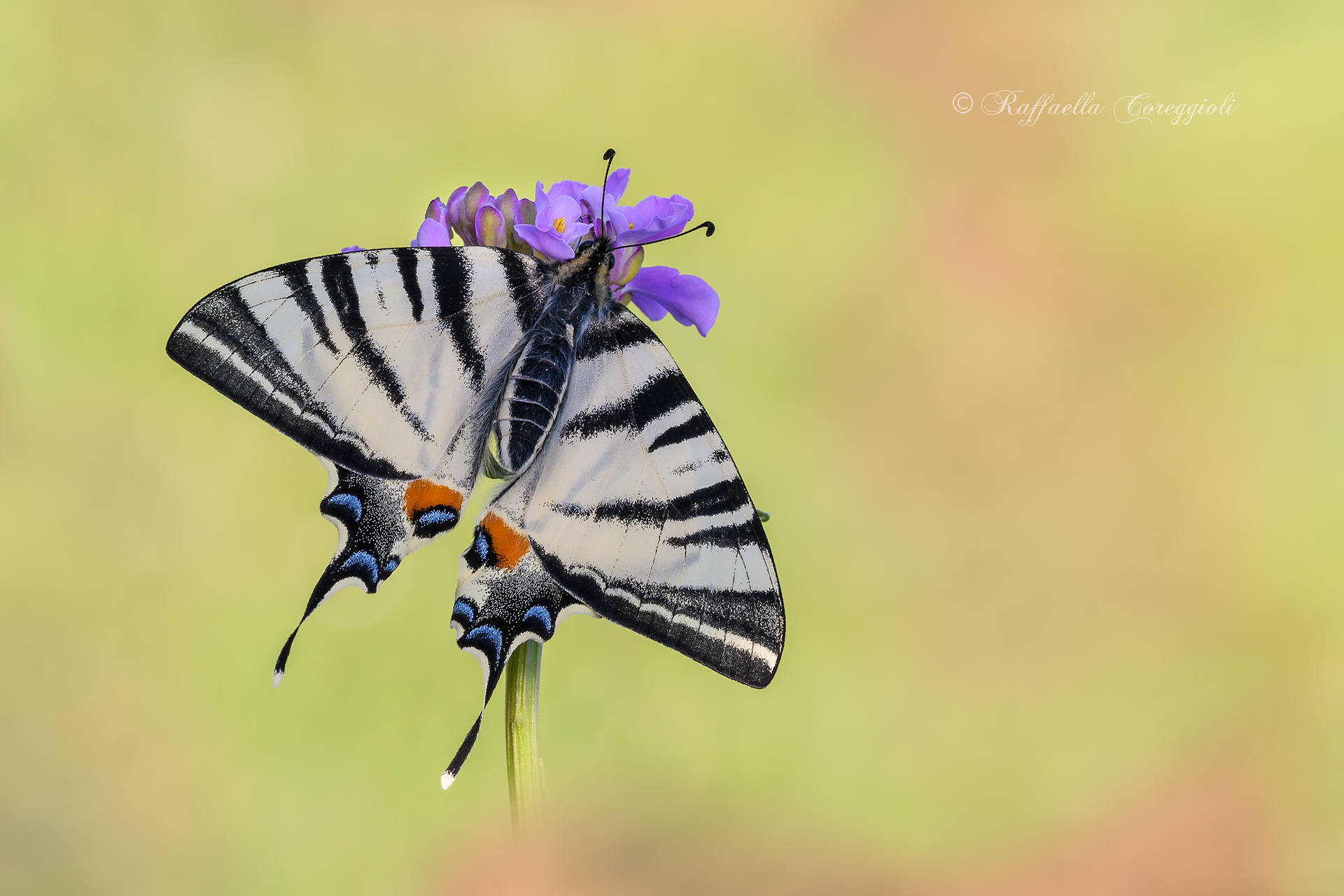Waiting for his first flight