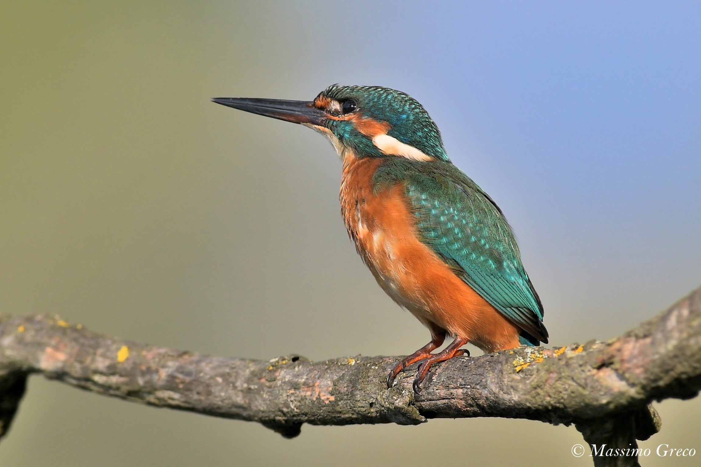 Kingfisher
