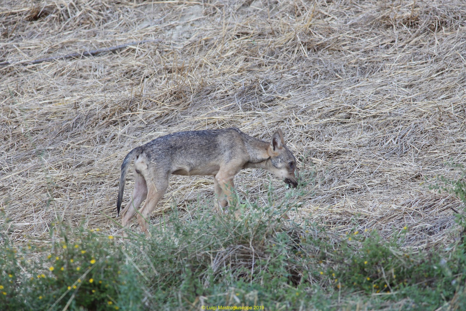 Giovane lupo nel sito di rendez-vous