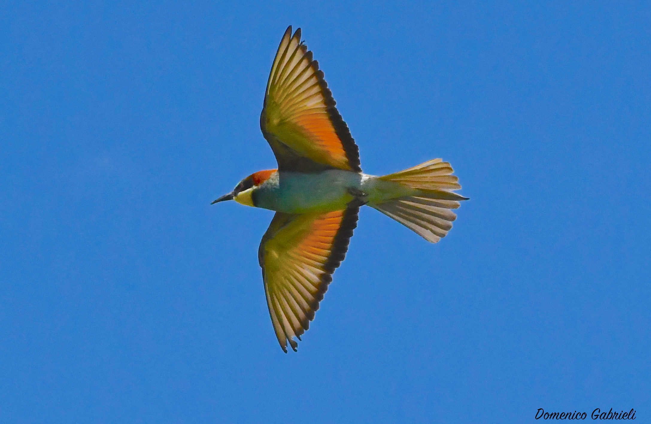 Bee-eater