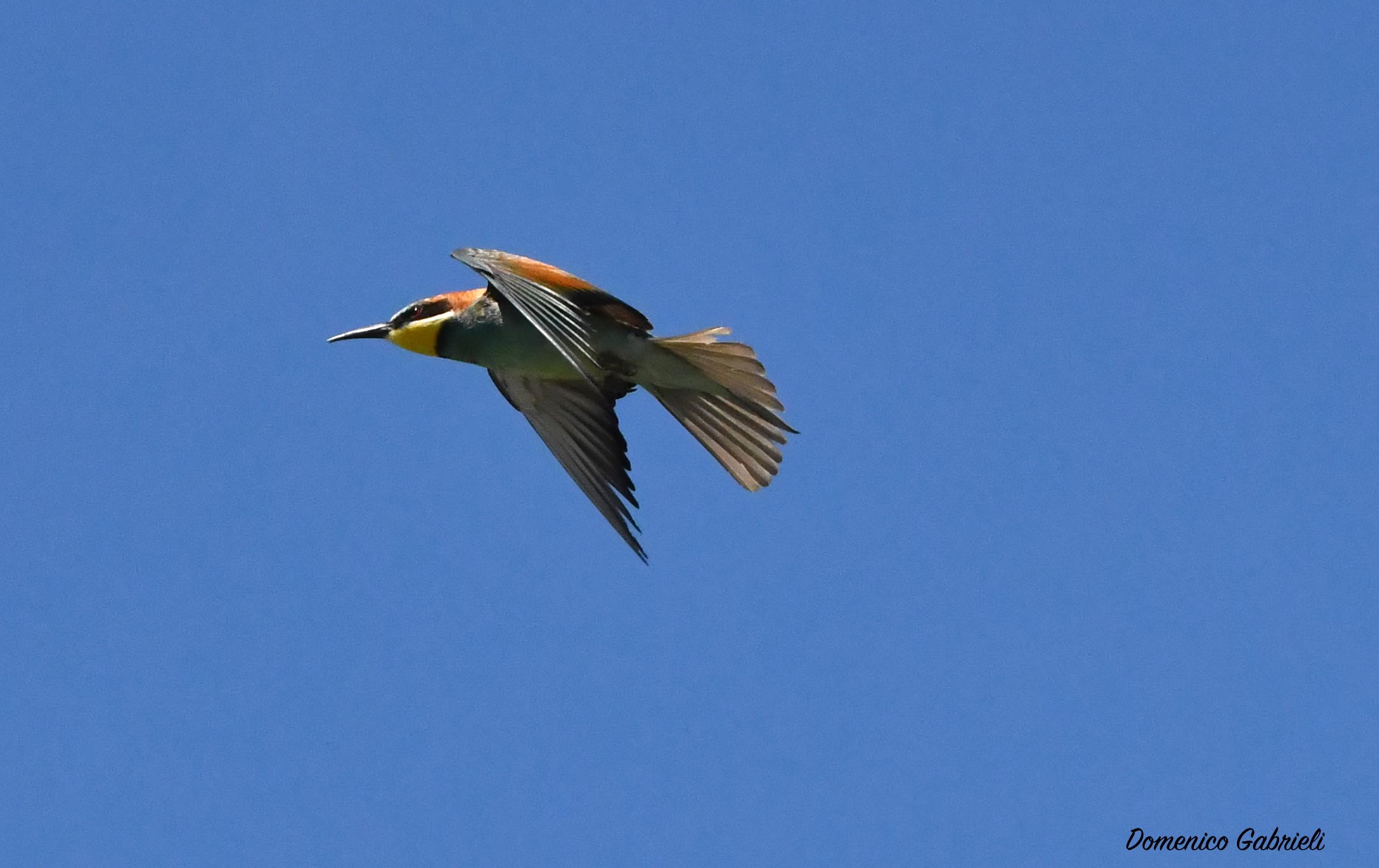 Bee-eater