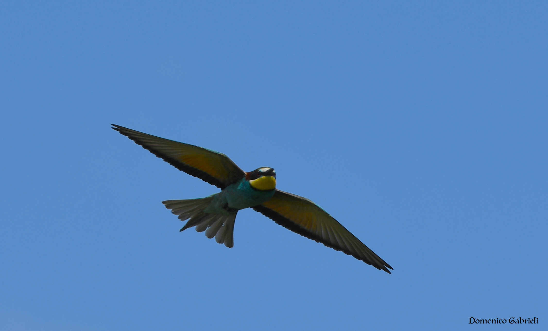 Bee-eater