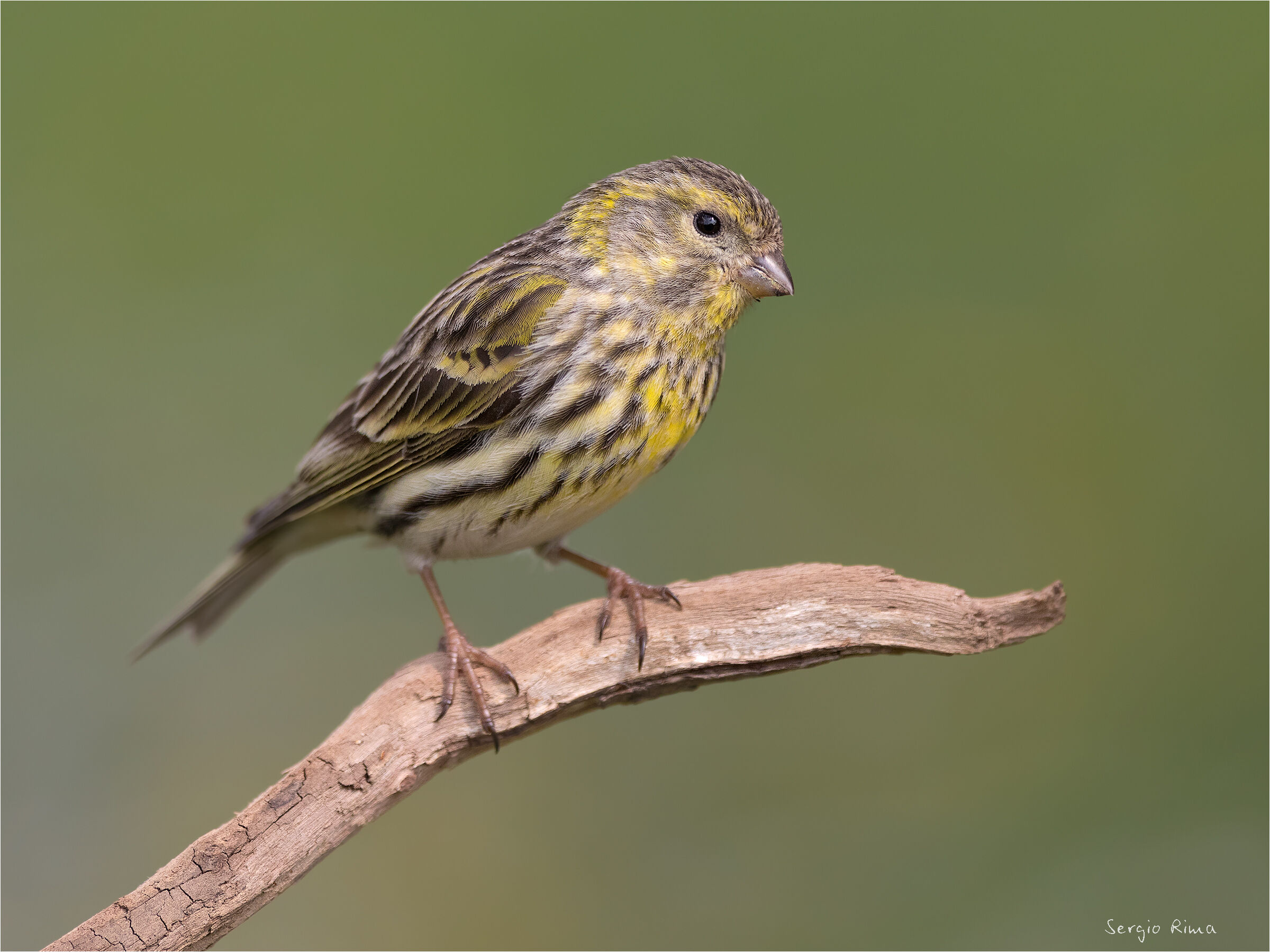 Ritratto di verzellino